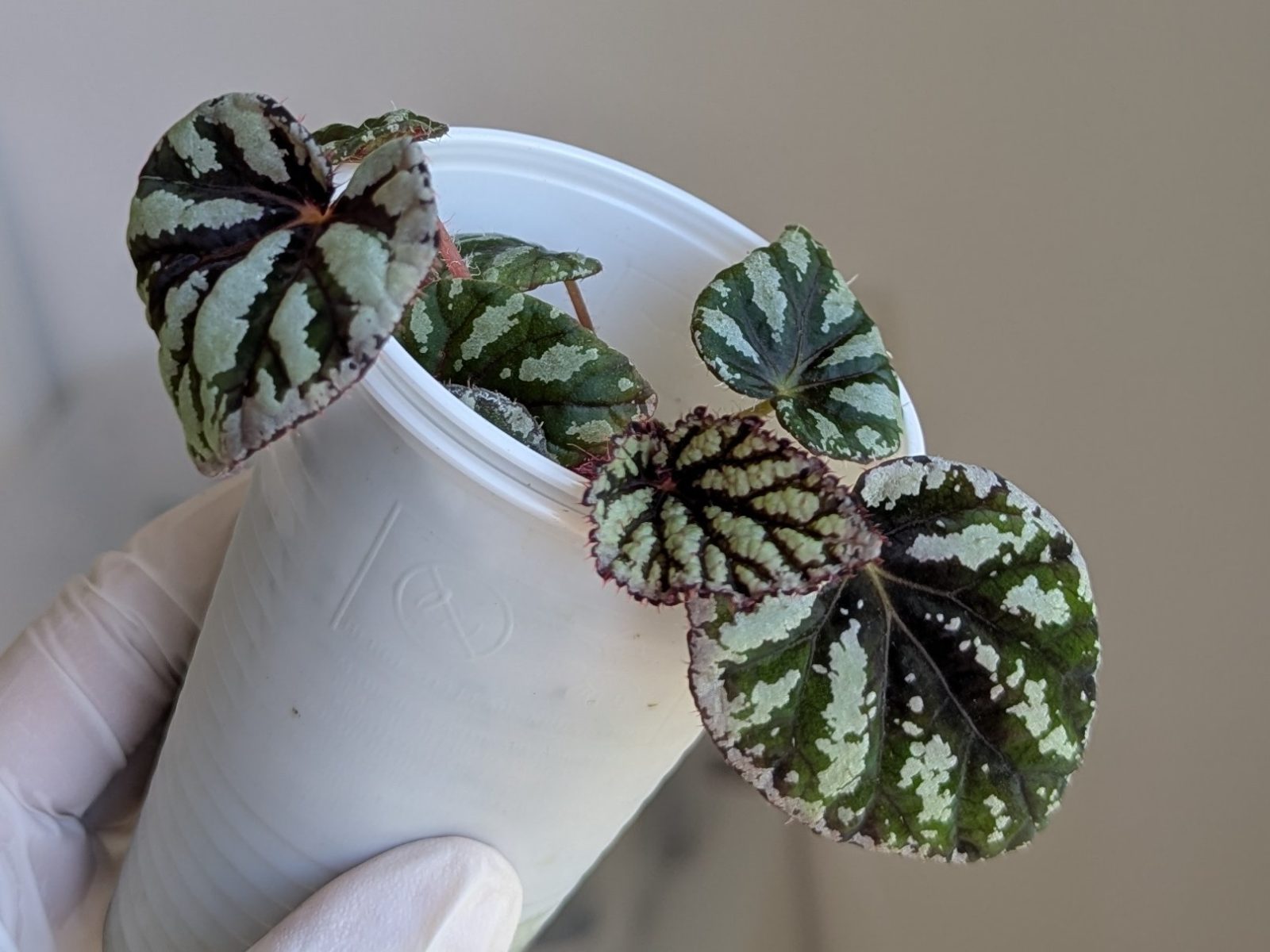 Begonia rex Fedor