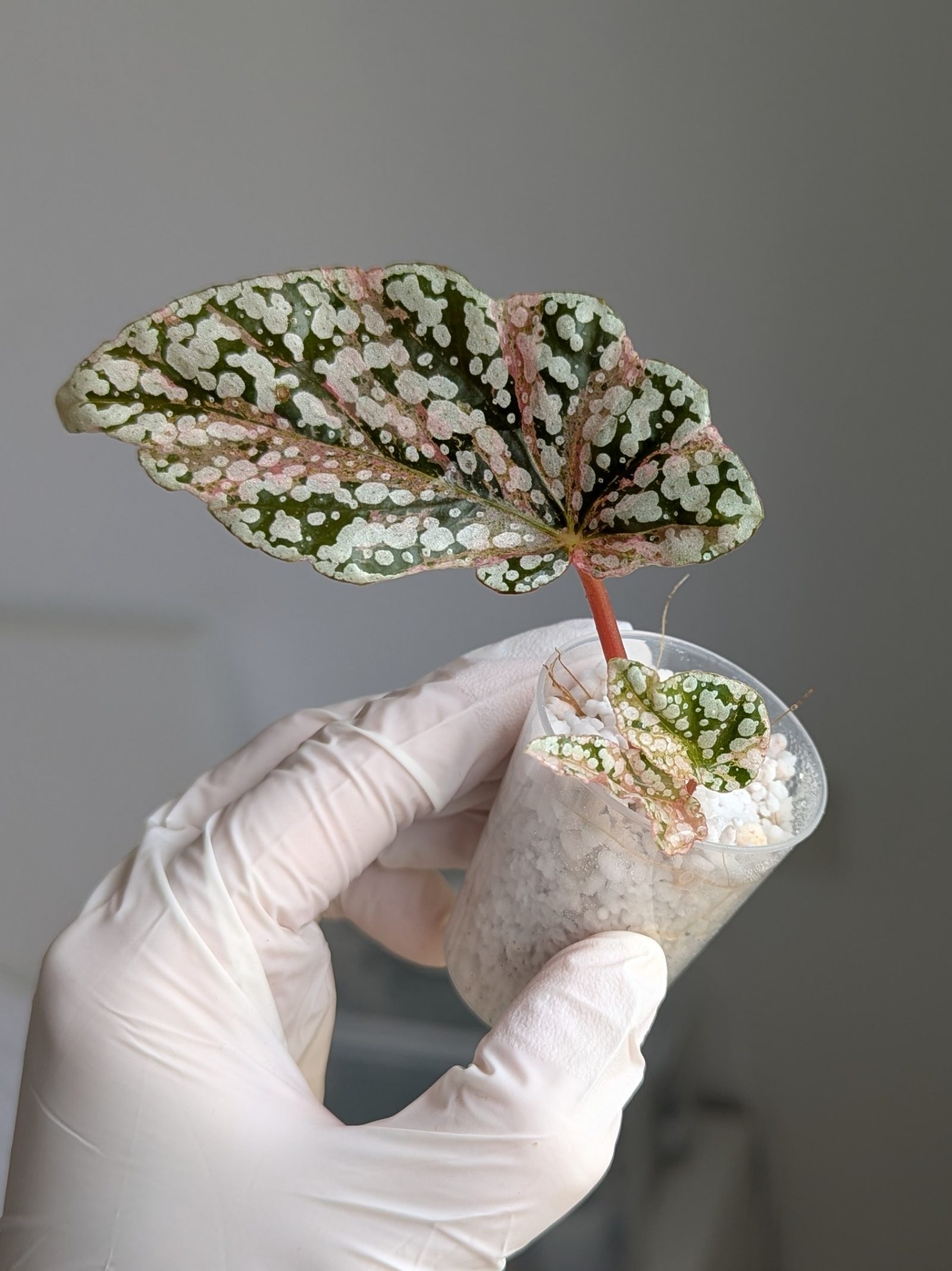 Begonia Snow Capped variegata