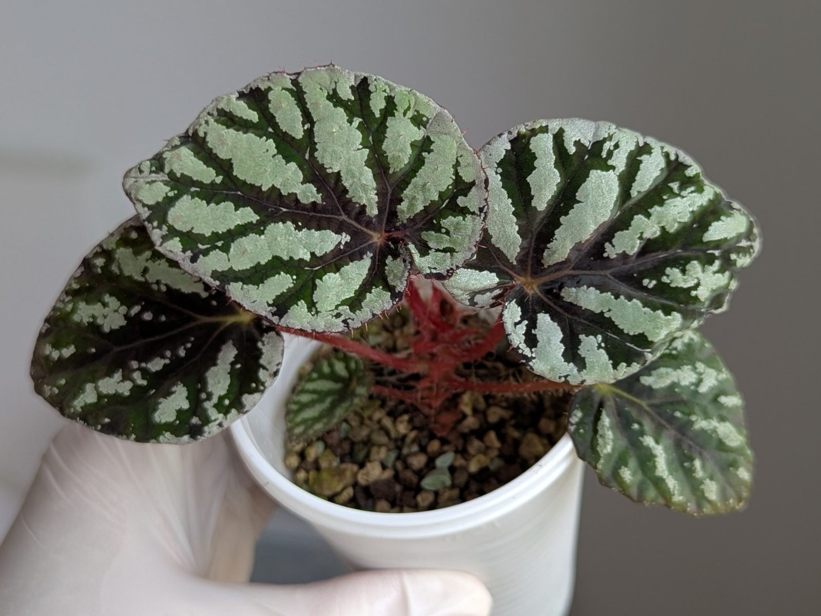 Begonia rex Fedor