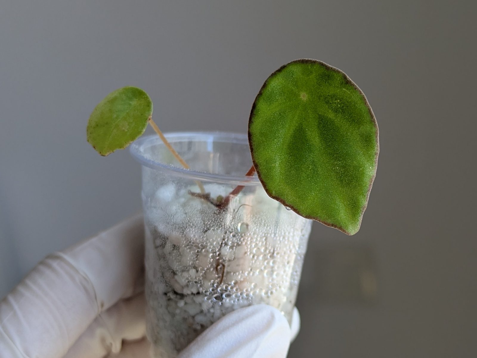 Begonia scapigera
