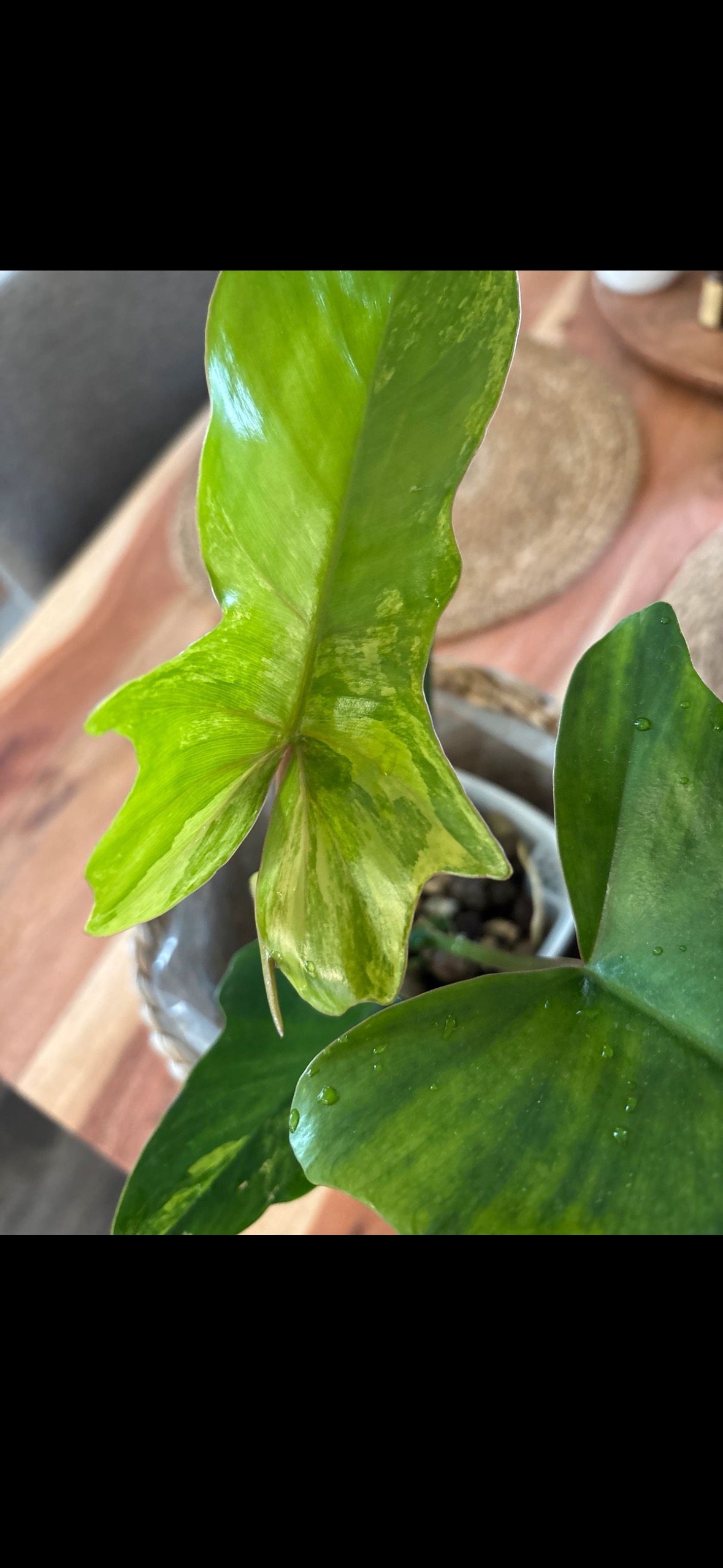 Philodendron Florida Beauty x Mayoi