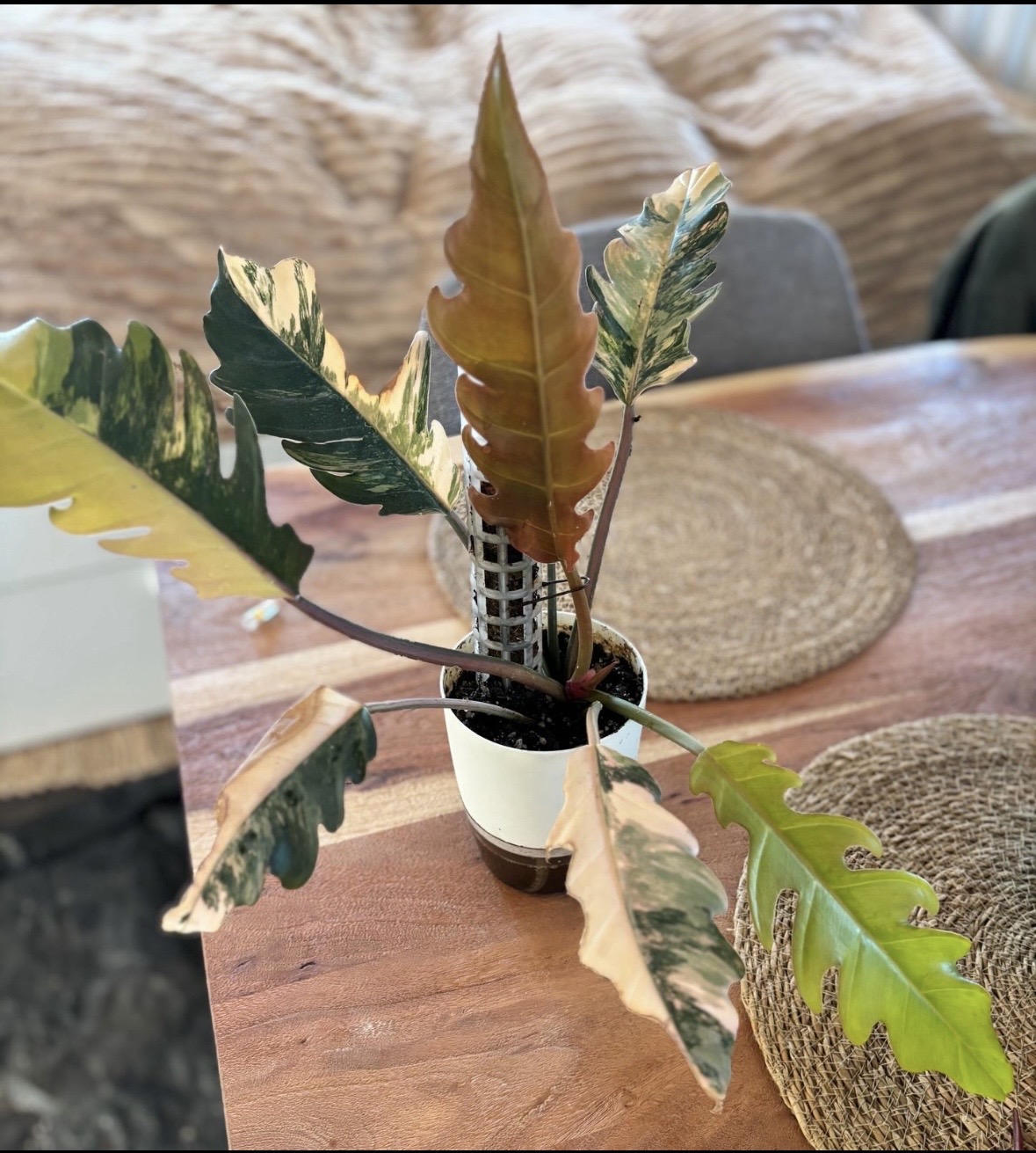 Philodendron Caramel Marble