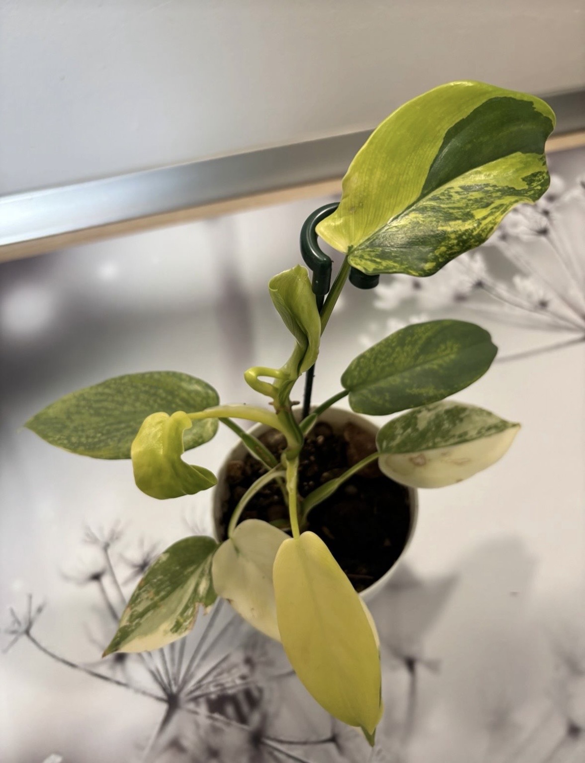 Philodendron Golden Violine Variegata
