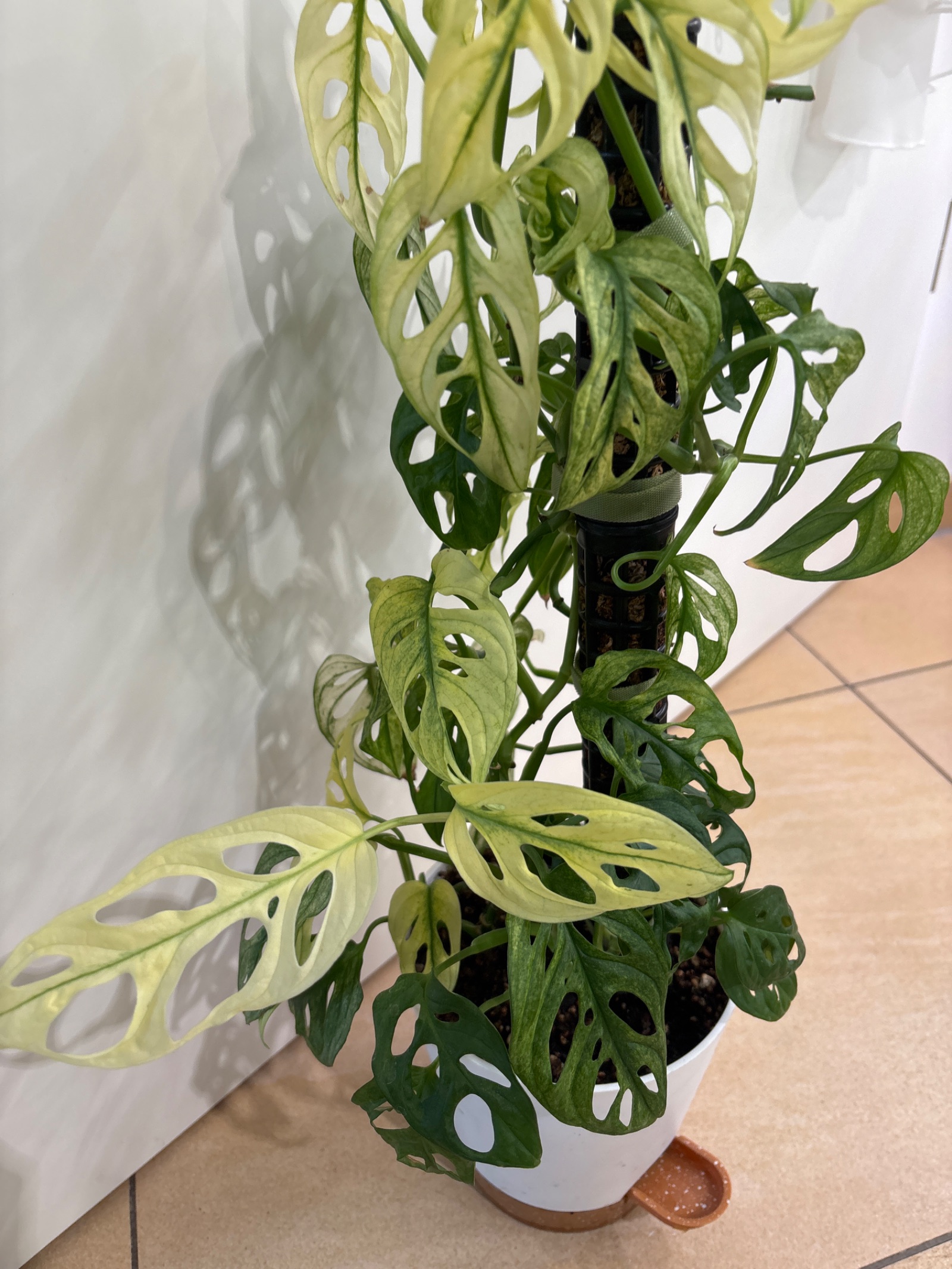 Monatera Adansonii albo