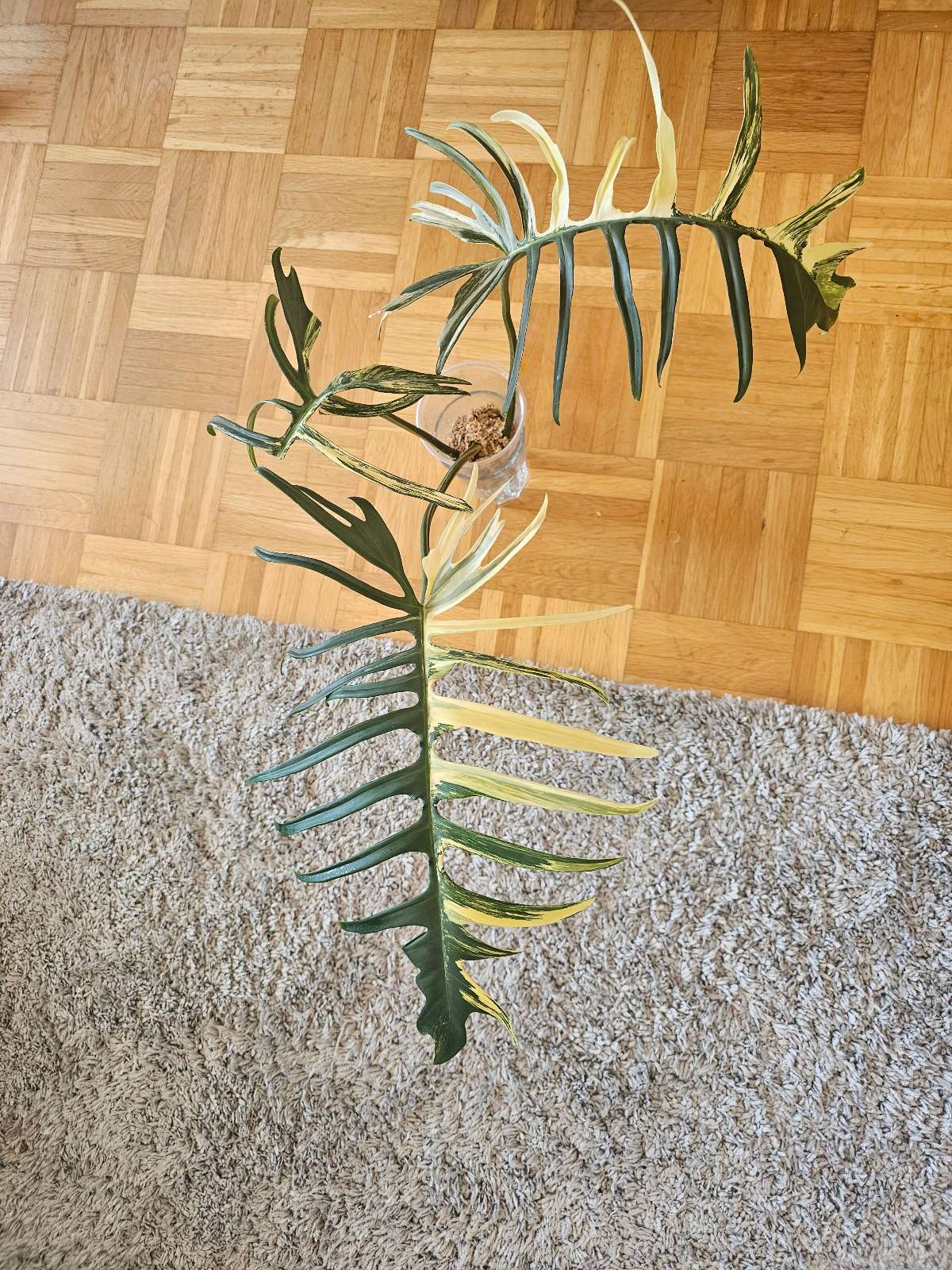 Philodendron Flobe×Tortum var.