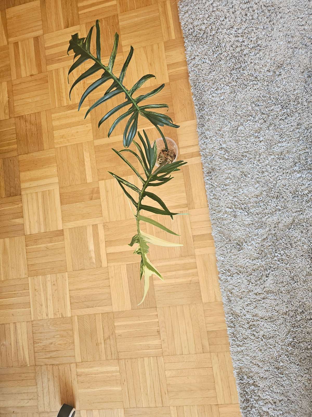 Philodendron Flobe×Tortum var.
