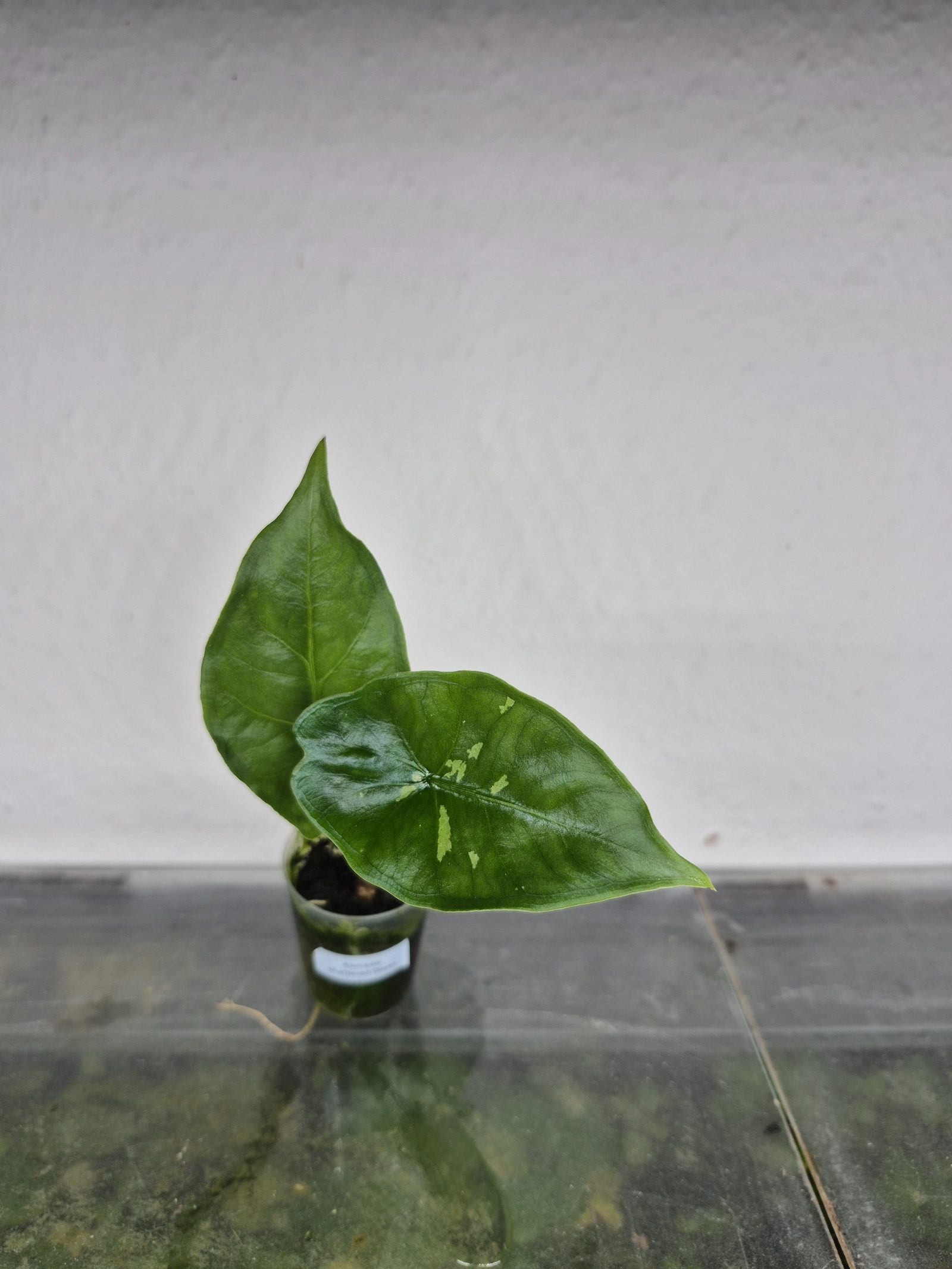 Alocasia Shattered Glass