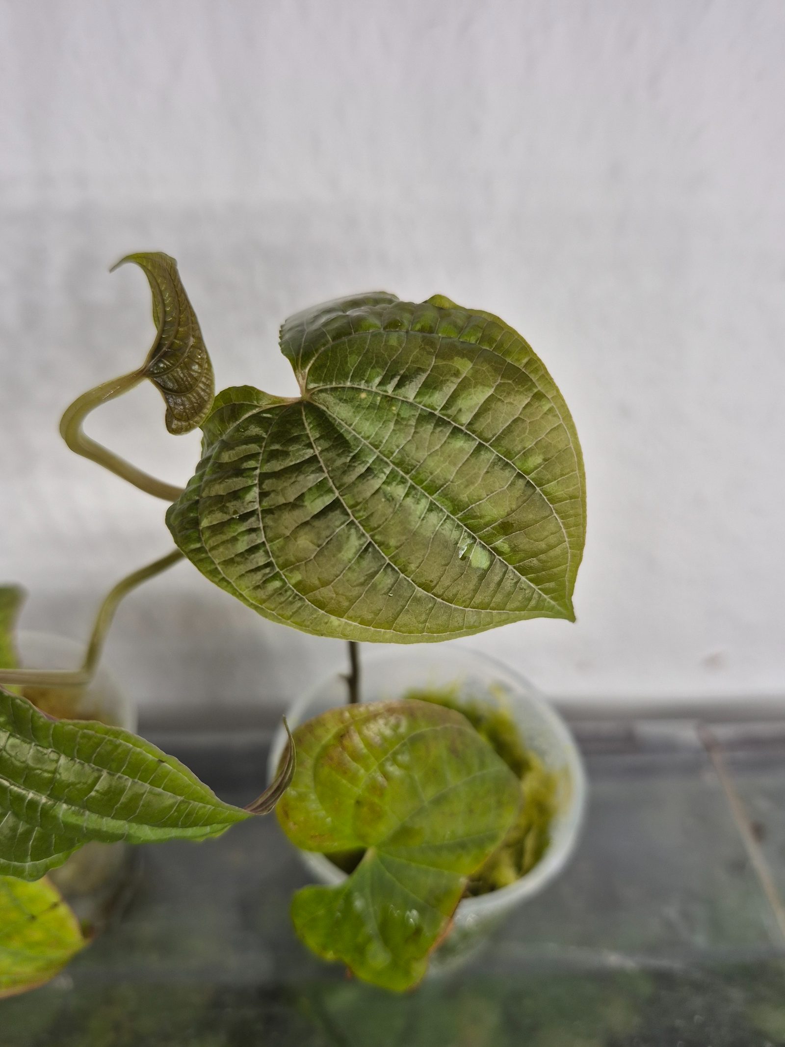 Dioscorea discolor