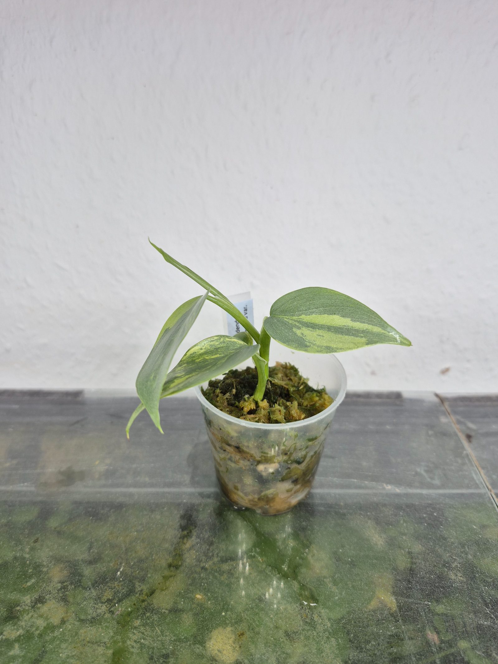 Philodendron silver sword variegata
