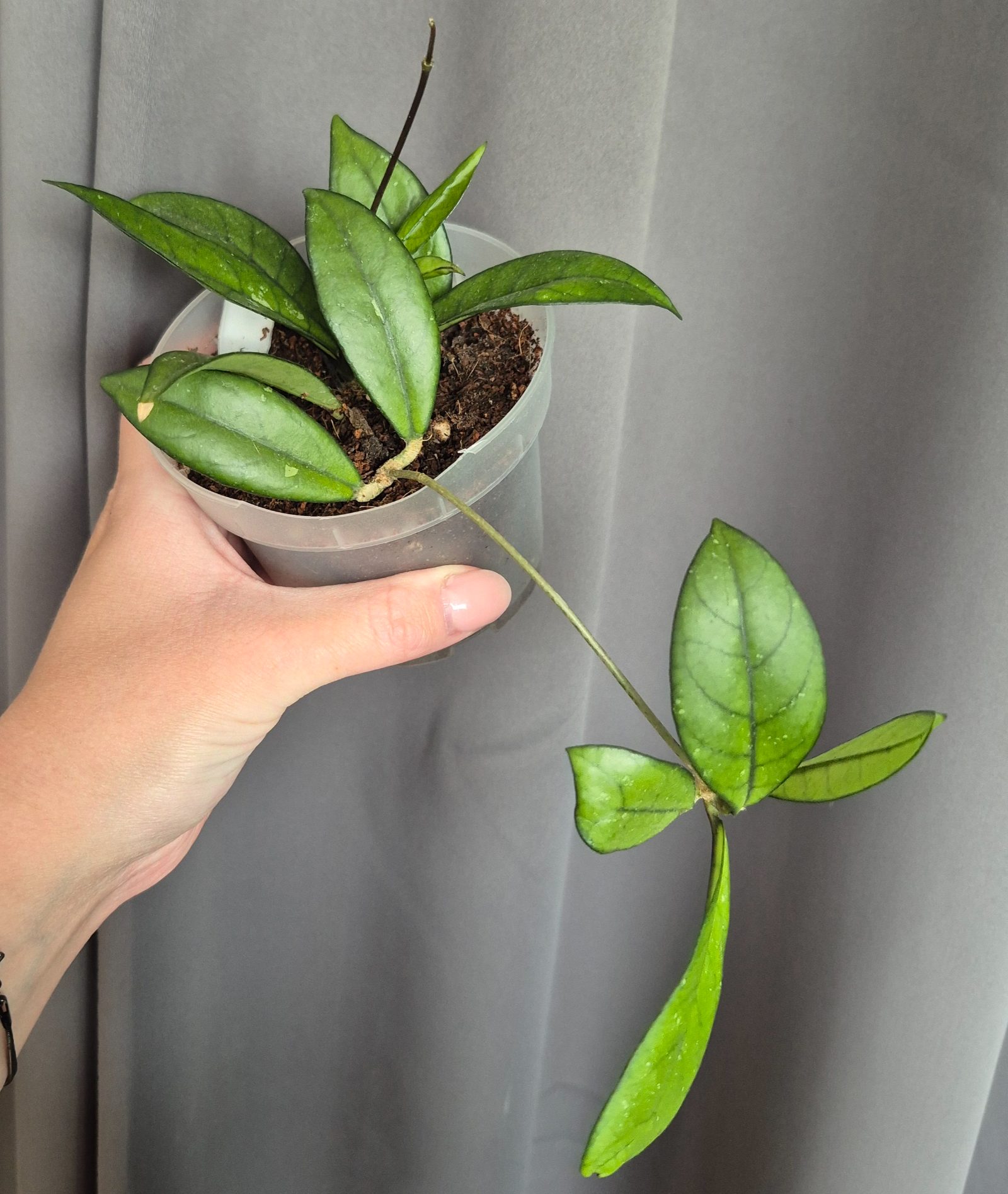 Hoya Crassipetiolata