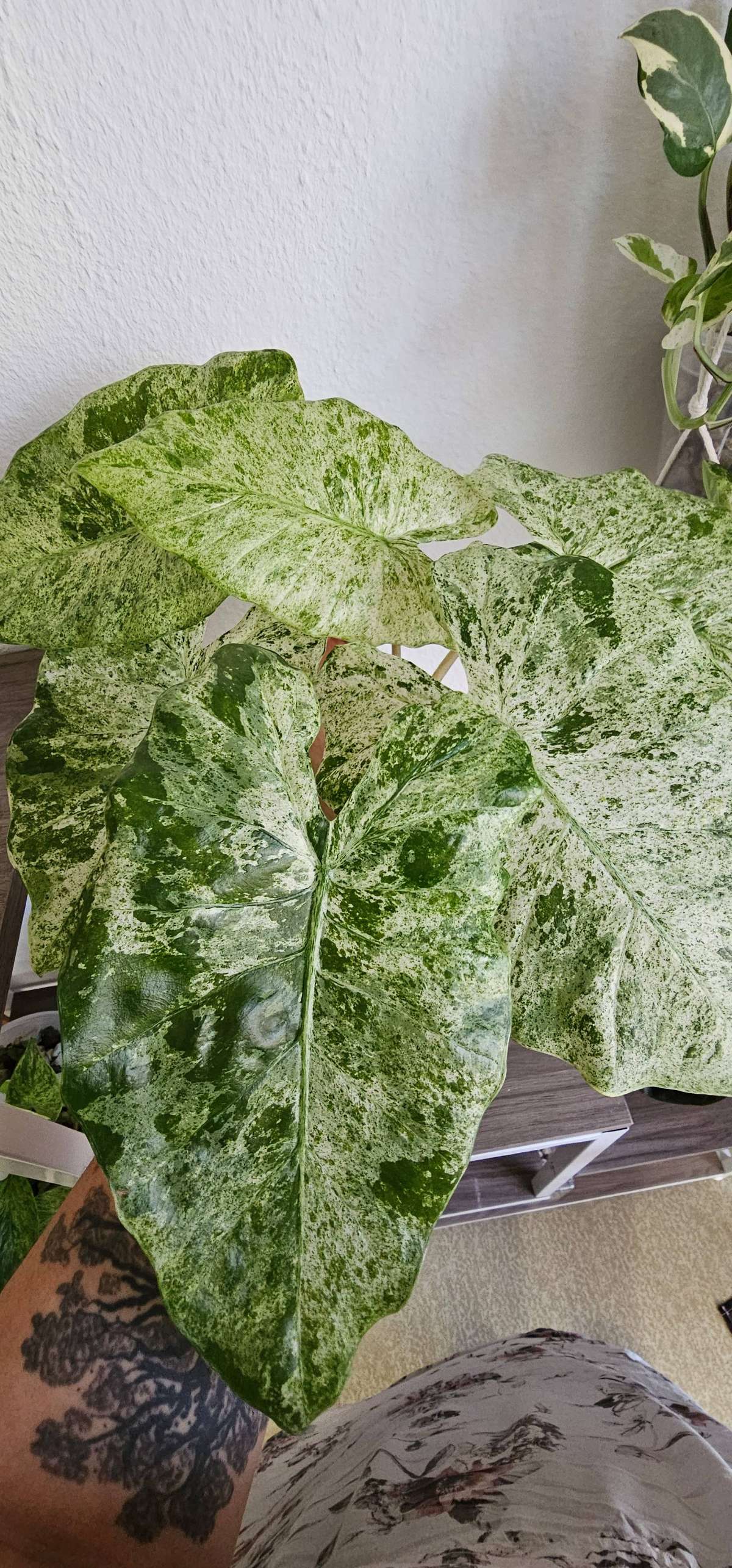 Alocasia Odora Batik Babypflanzen