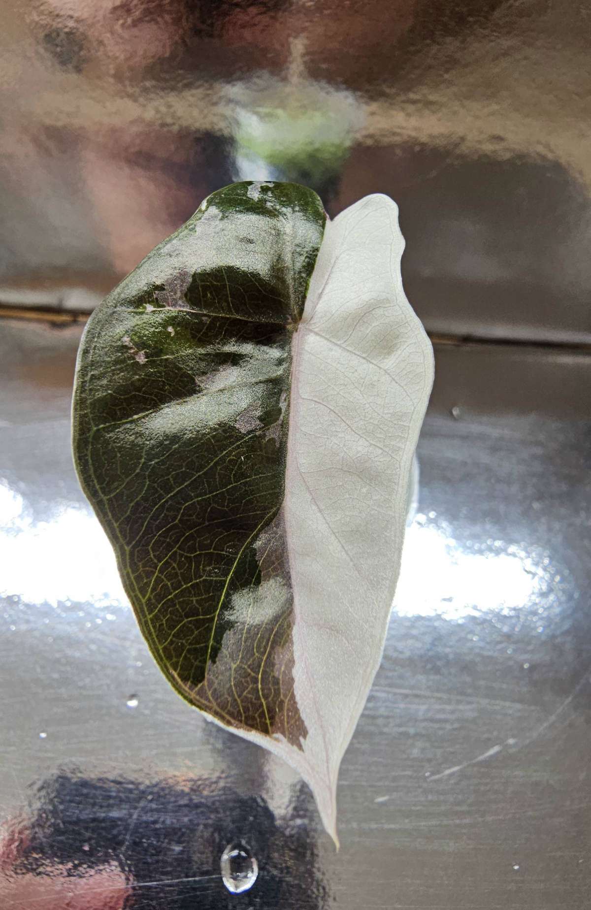 Alocasua Pseudo Sanderiana Pink var. Babypflanze