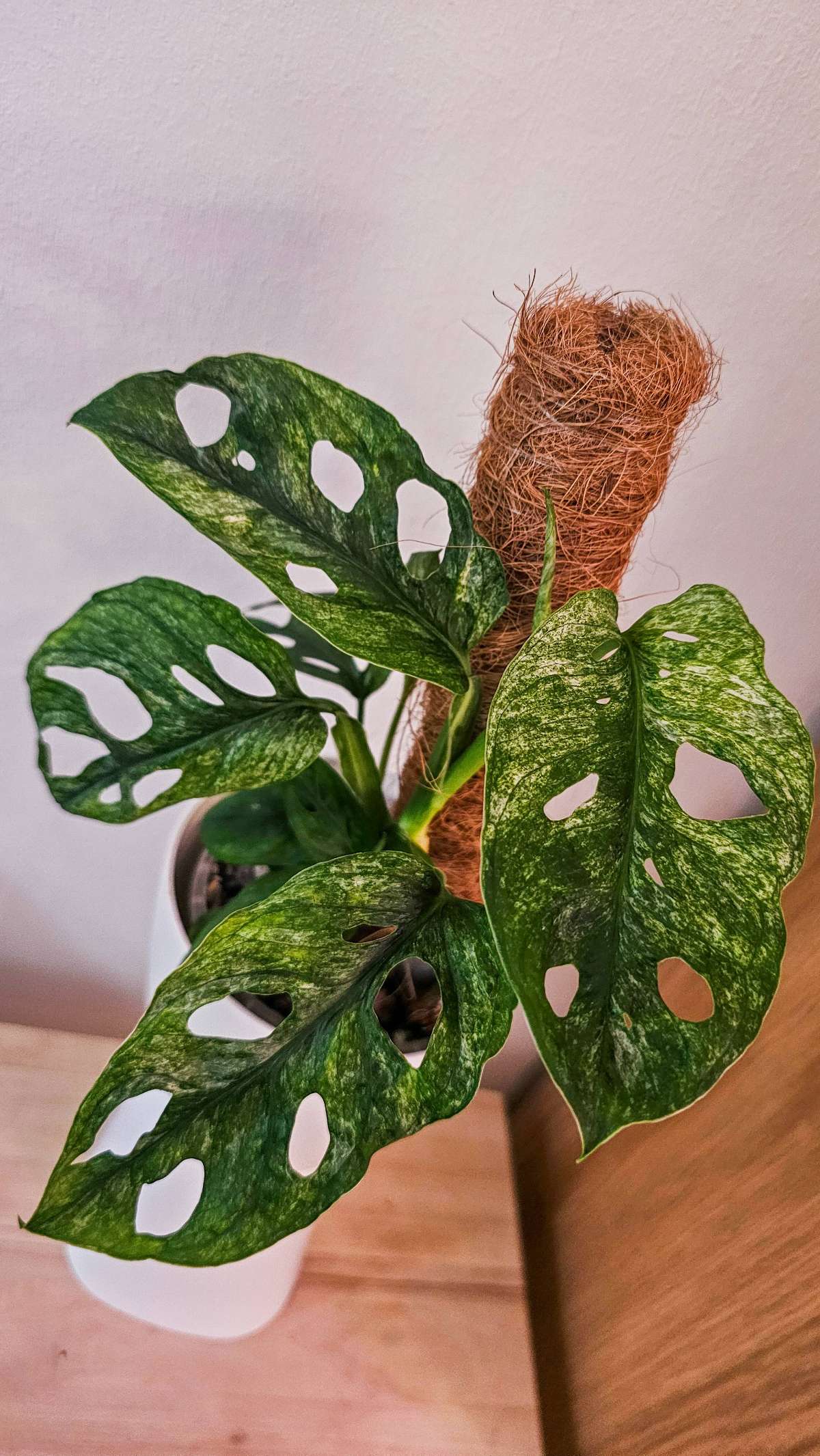 aff. Lechleriana Mint