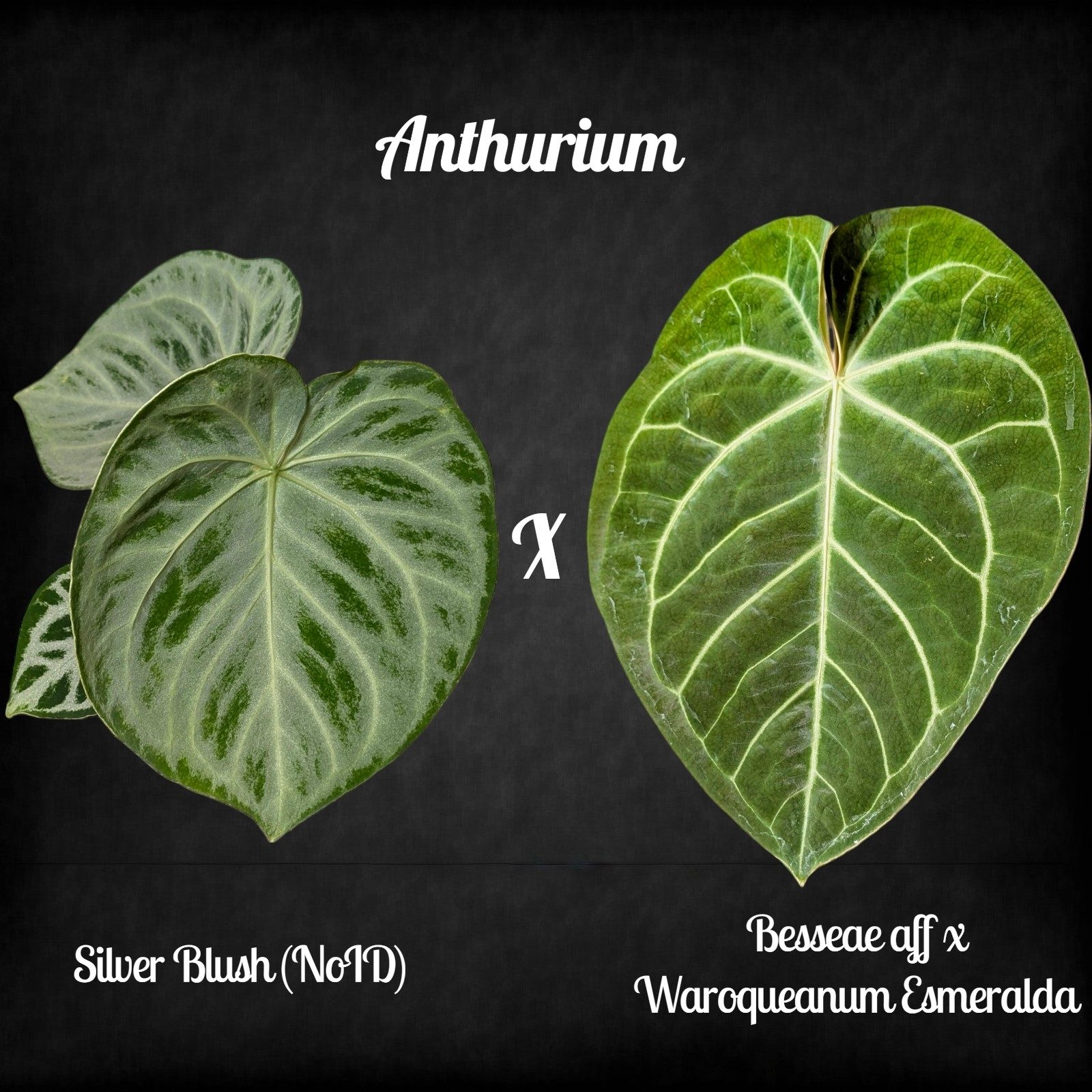 Anthurium Silver Blush (NoID)x (Besseae aff.x Waroqueanum Esmeralda))
