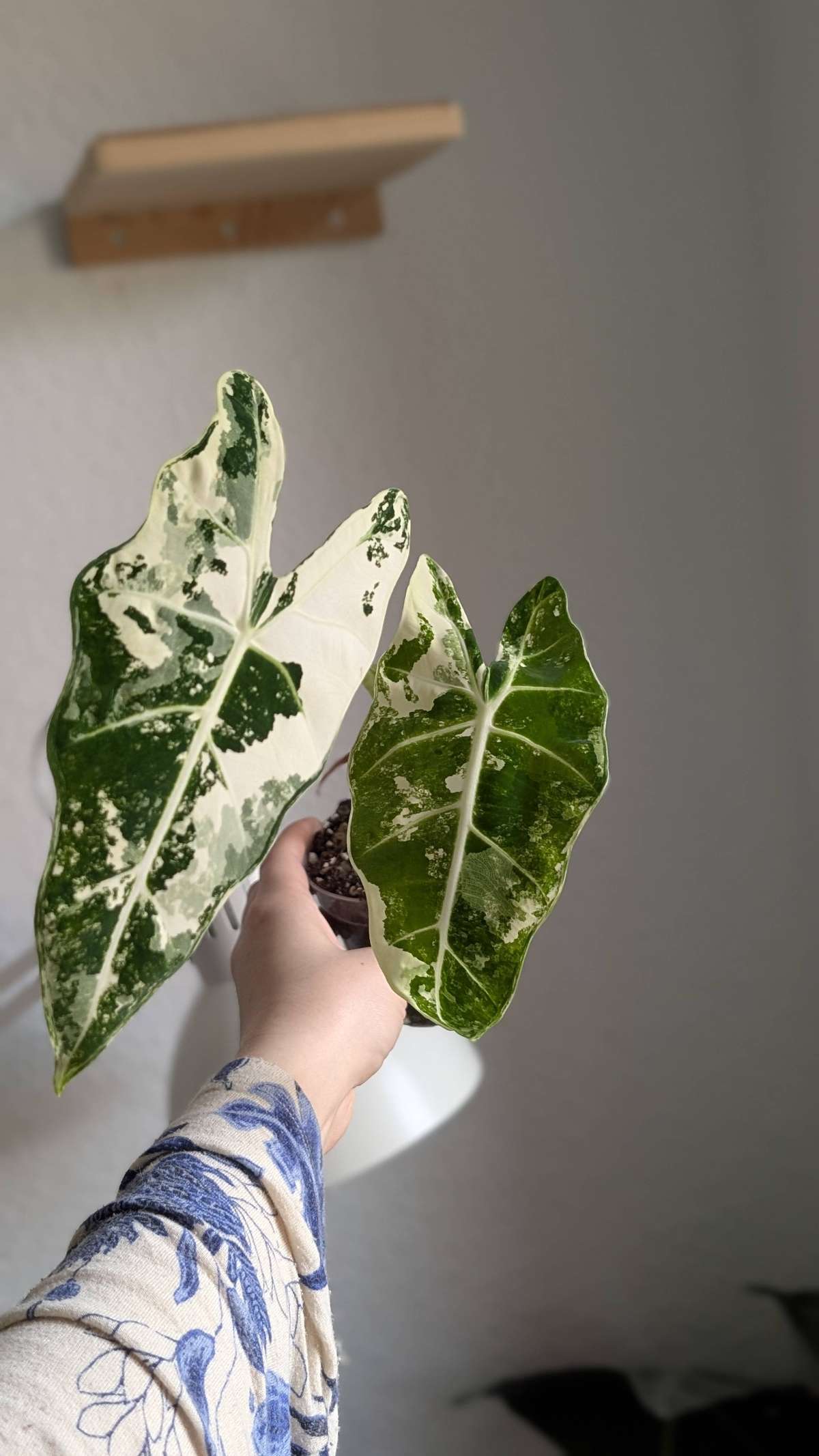 Alocasia Frydek / Micholitziana Variegata