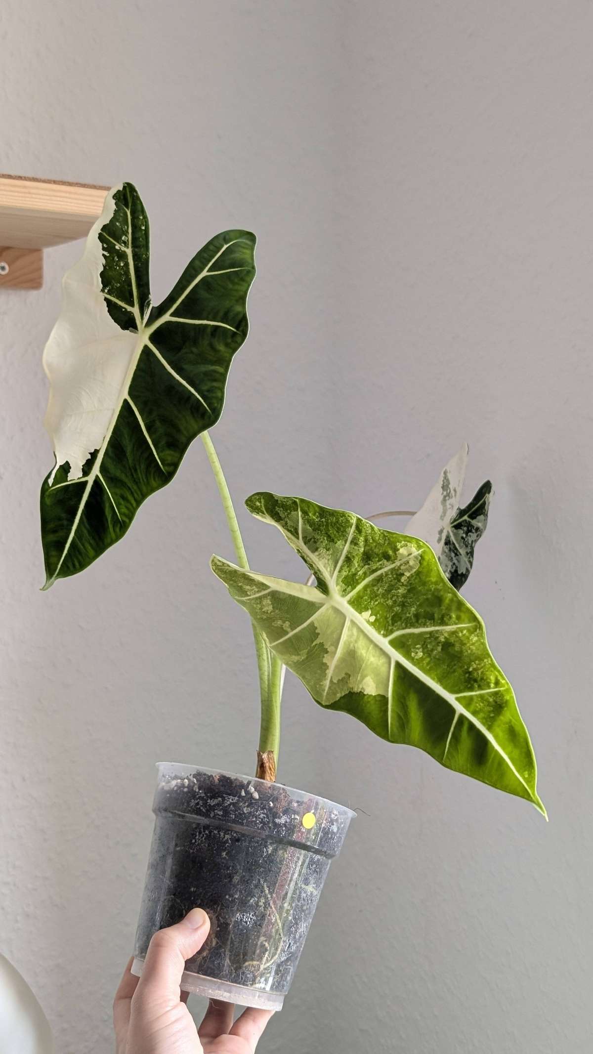 Alocasia Frydek / Micholitziana Variegata