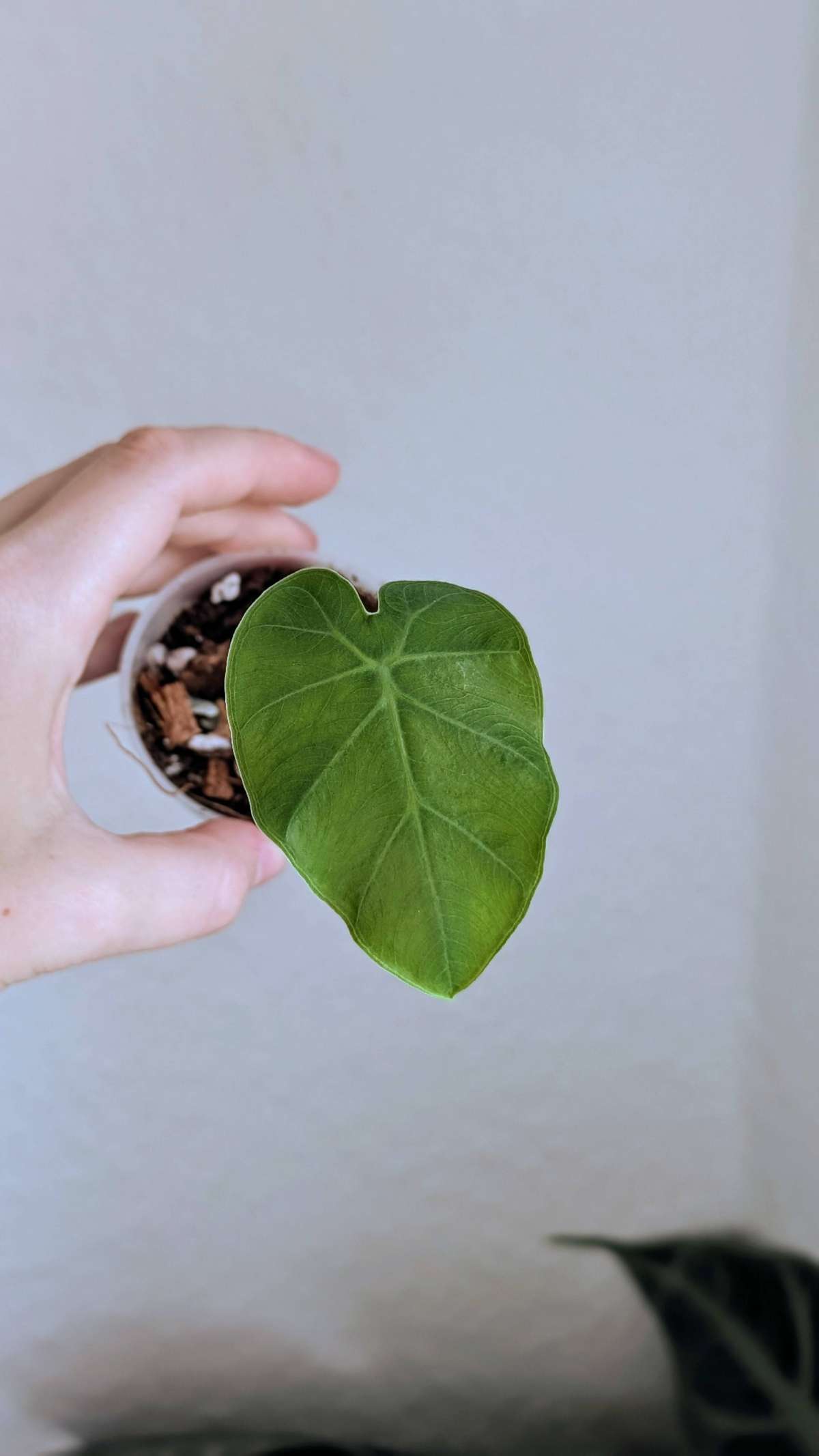 Leucocasia gigantea Thai Giant