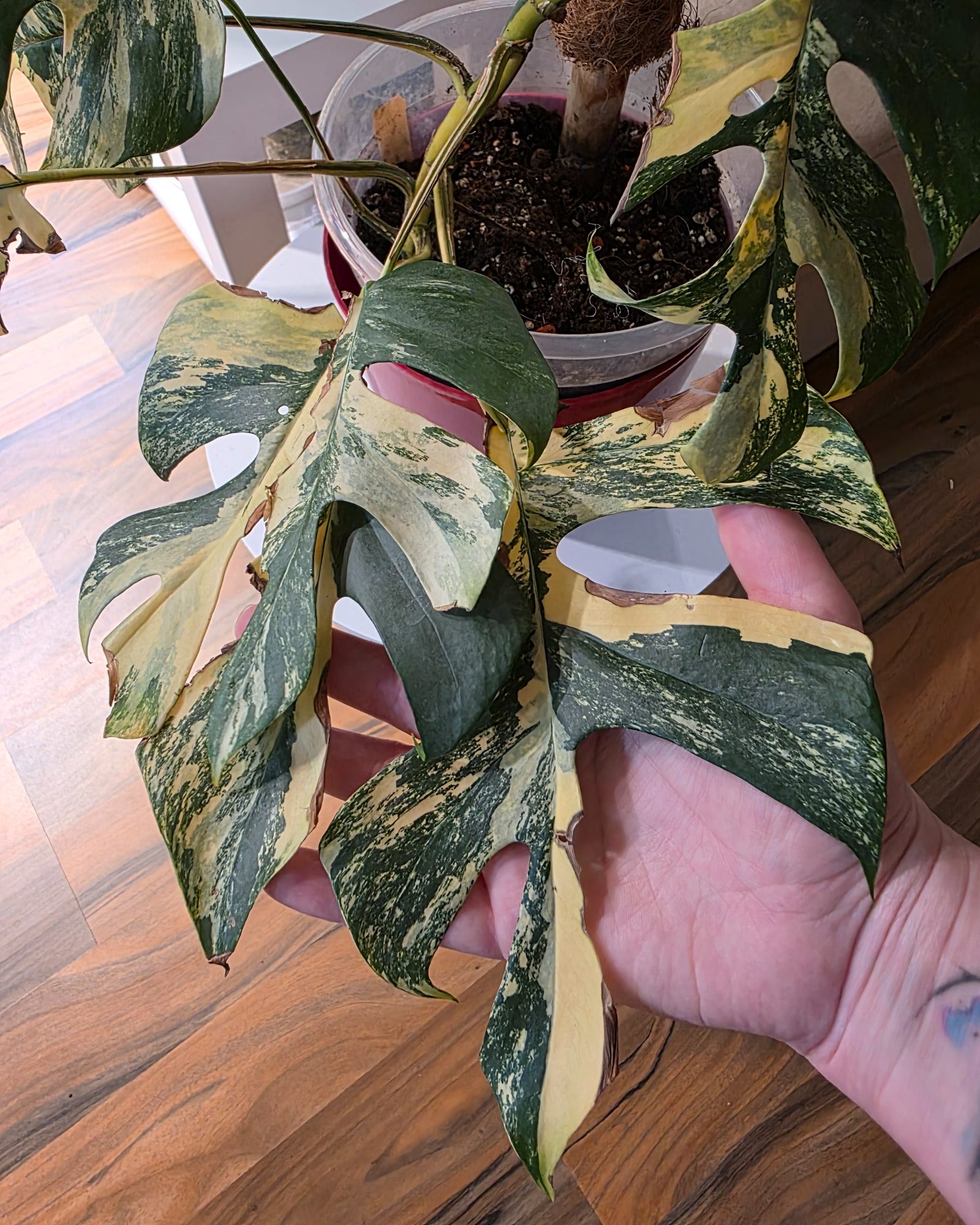Raphidophora Tetrasperma Marylin