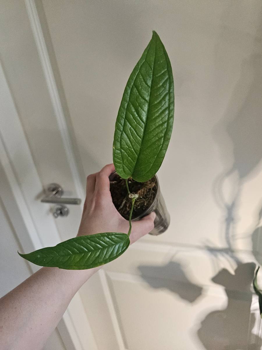 Anthurium Moonenii Buttcut