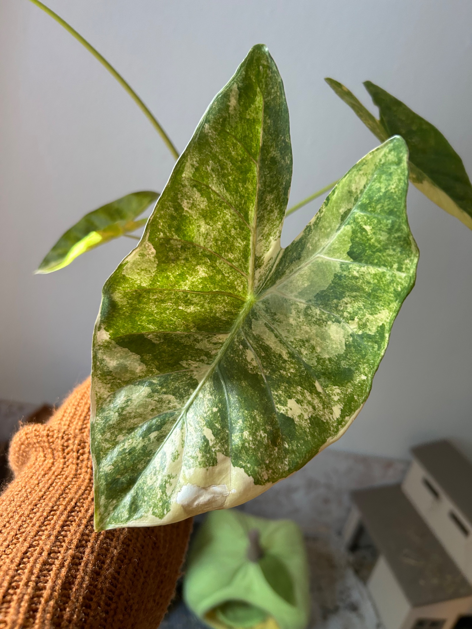 Alocasia Pink Dragon x Calidora x Longiloba Aurea | Preis INKLUSIVE Versand