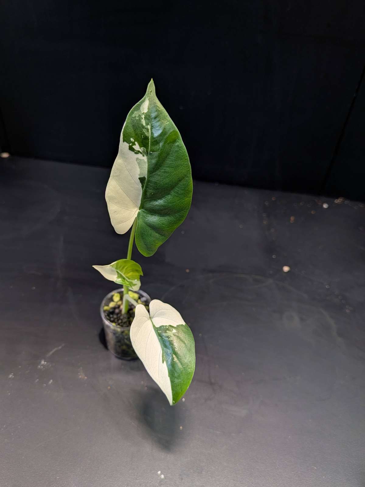 Alocasia Odora Okinawa Variegata