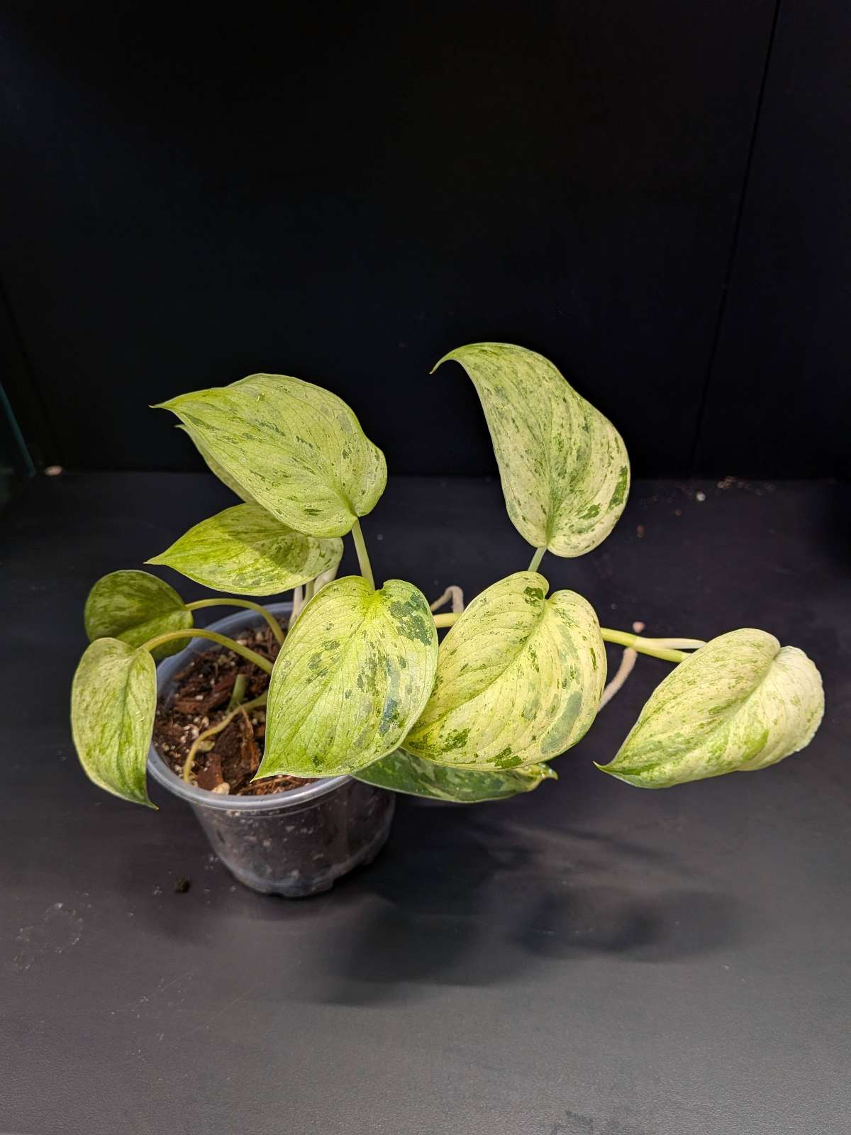 Scindapsus Jade Satin Marble Variegata