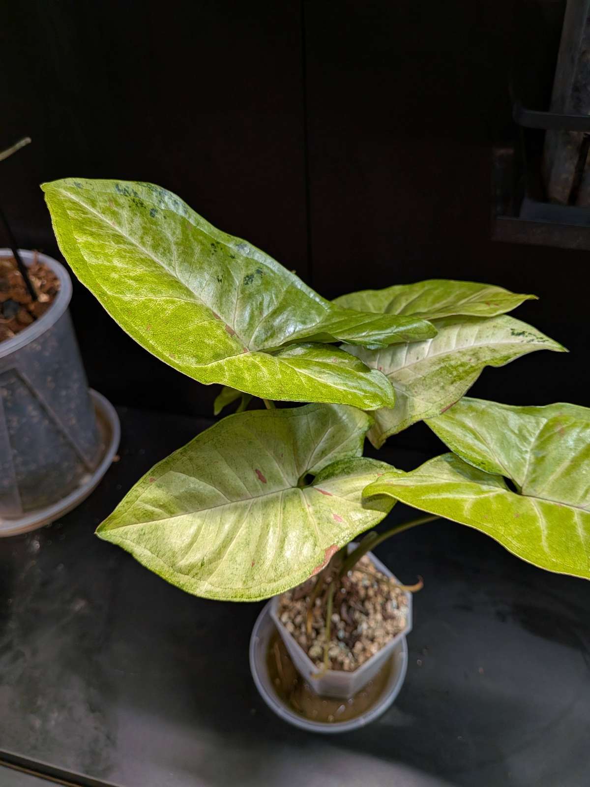 Syngonium Confetti Tricolor Variegata