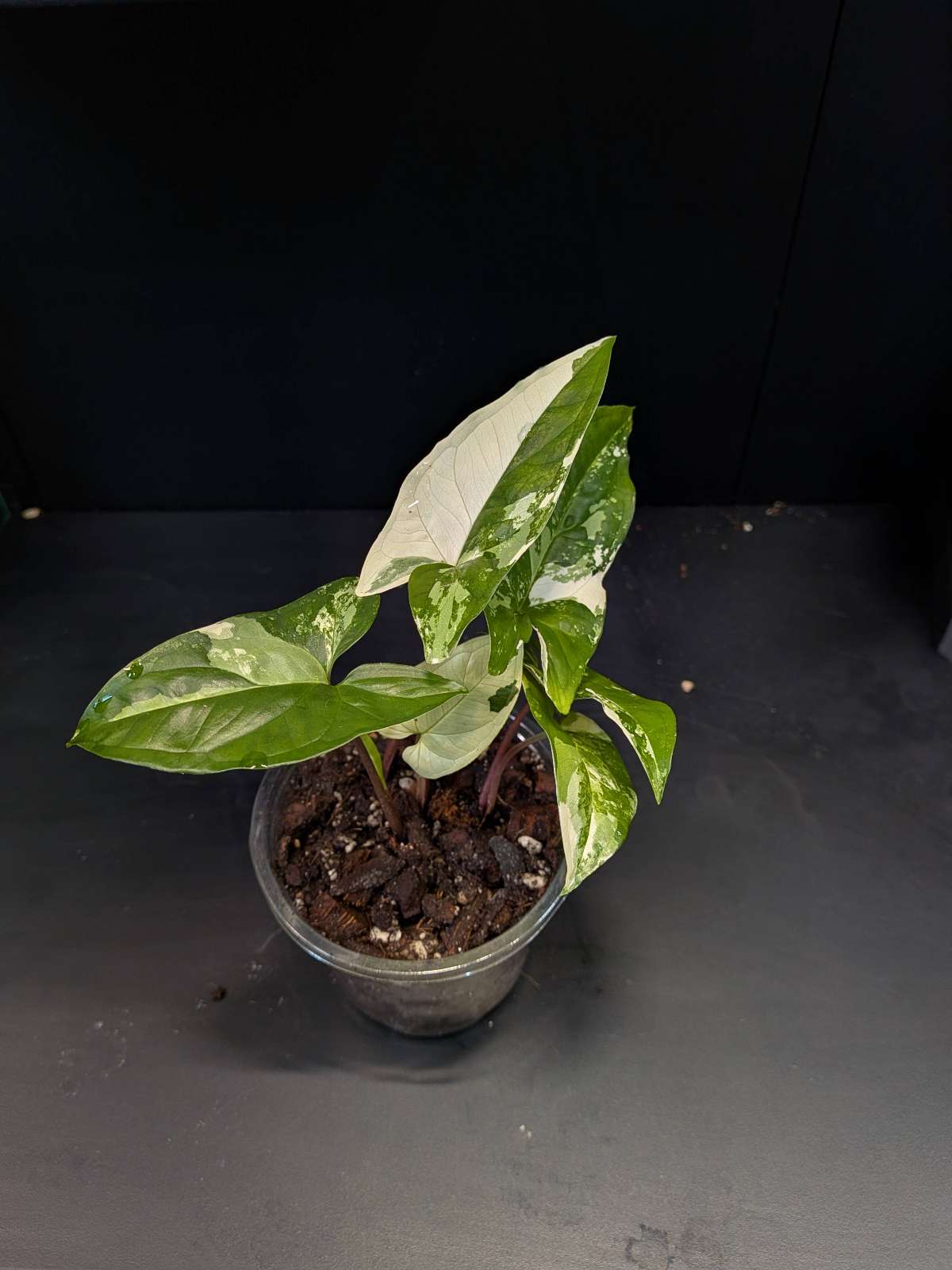 Syngonium Albo Variegata