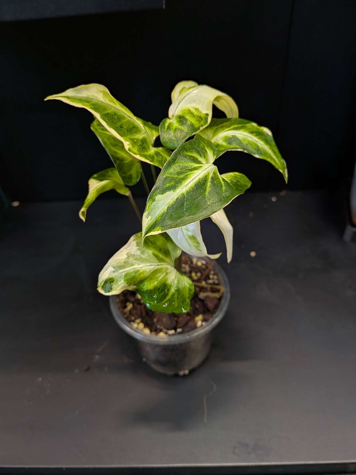 Syngonium T25 Variegata