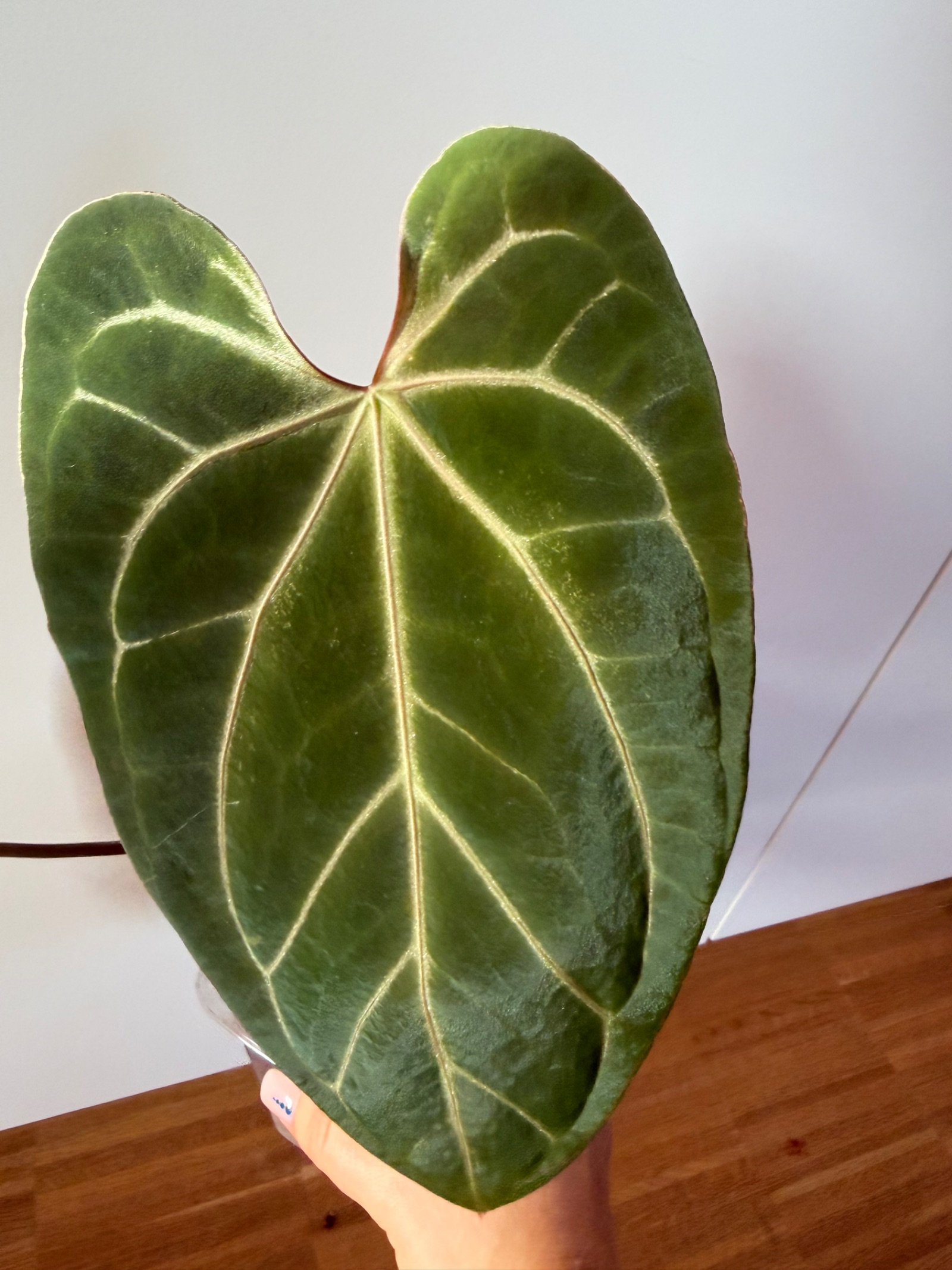 Anthurium (PapixDressleri Indo) x Red Crystallinum NSE