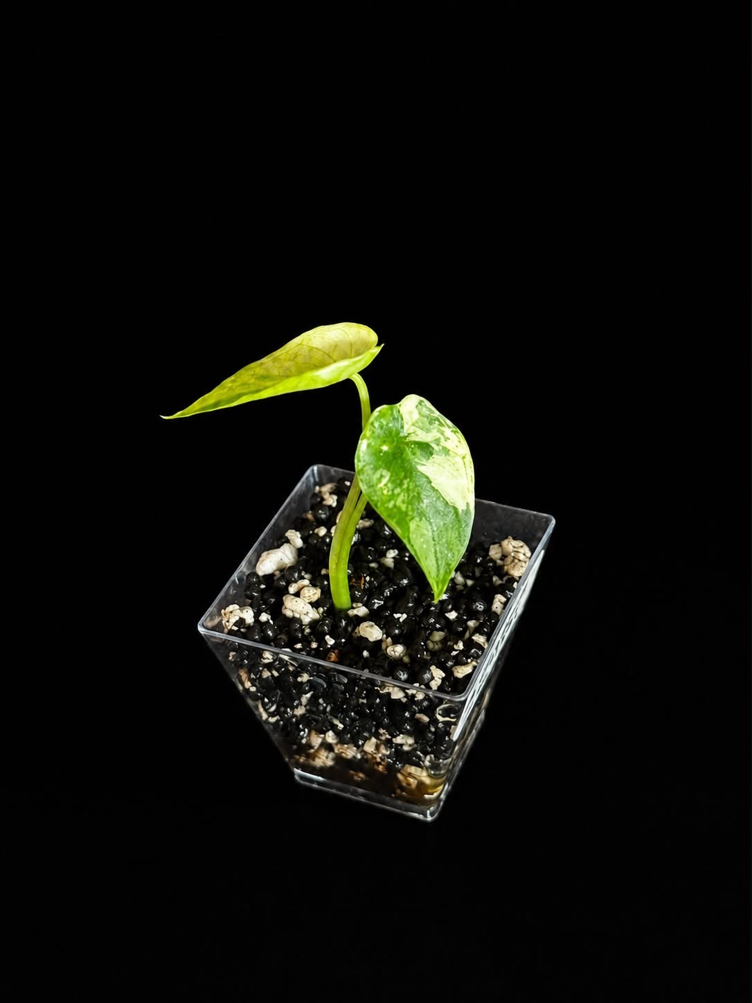 Alocasia Gageana Albo Variegata- Baby Pflanze