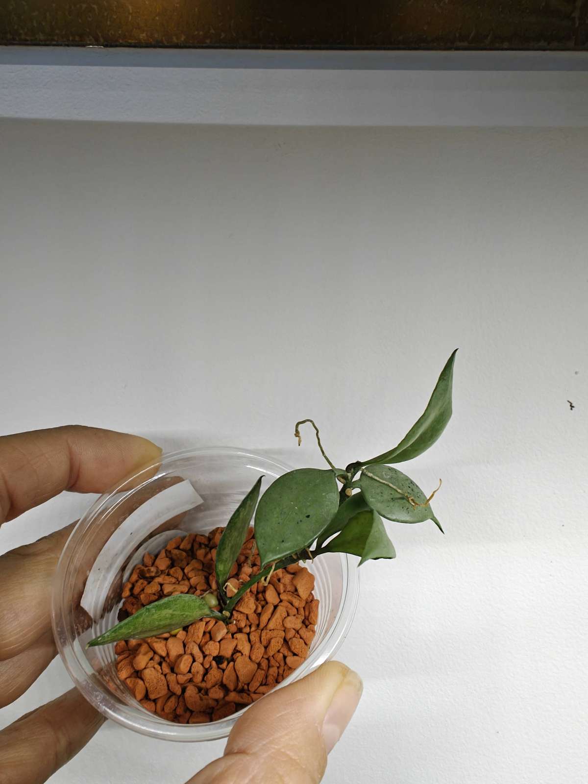 Hoya Lacunosa Louisa's Silver