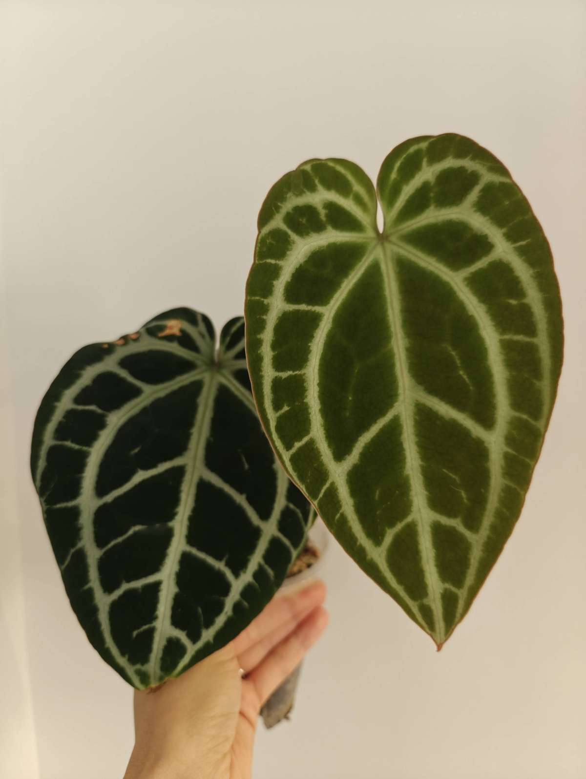 Anthurium Queen Crystal