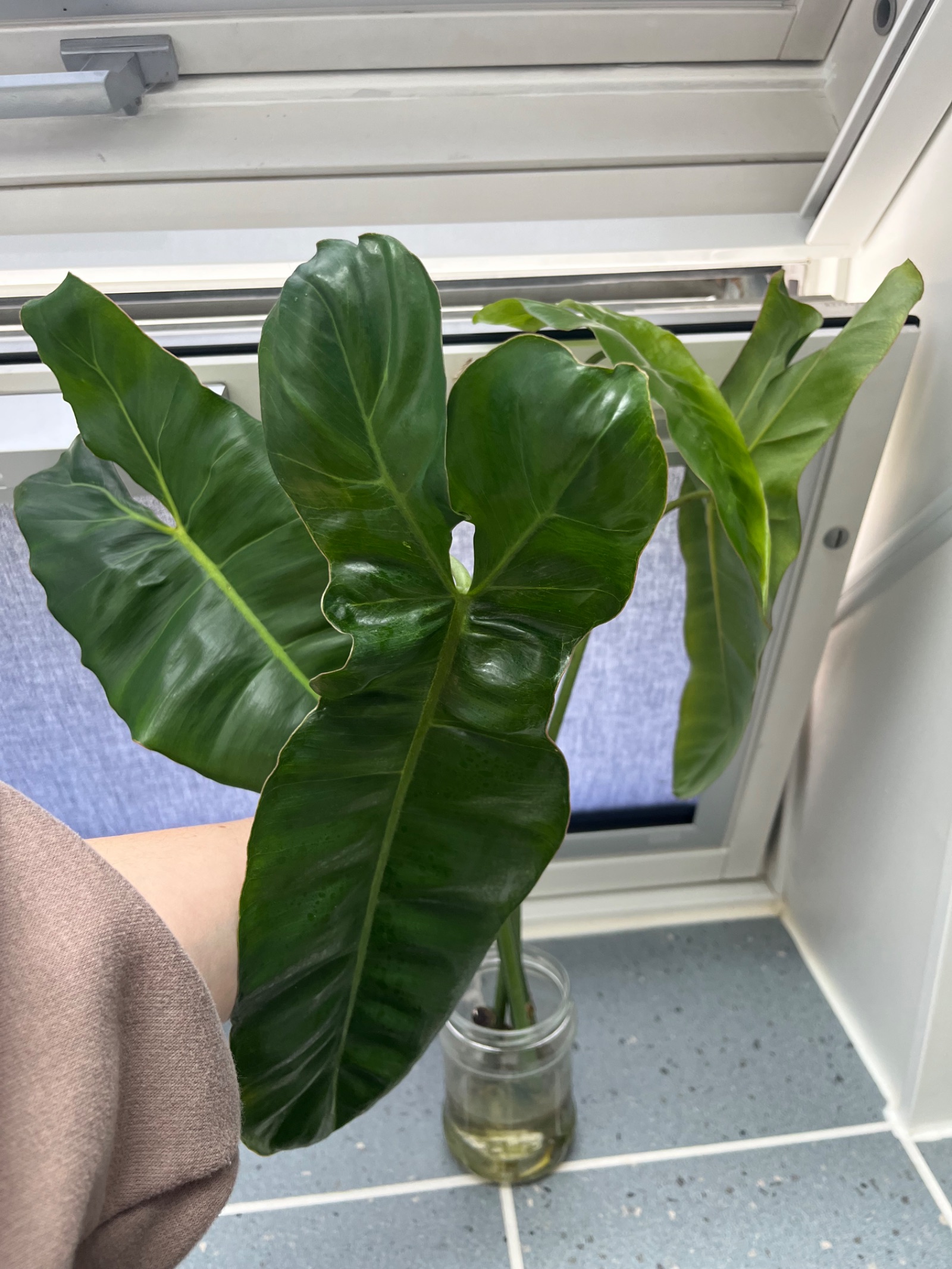 Philodendron Paraiso Verde Ableger