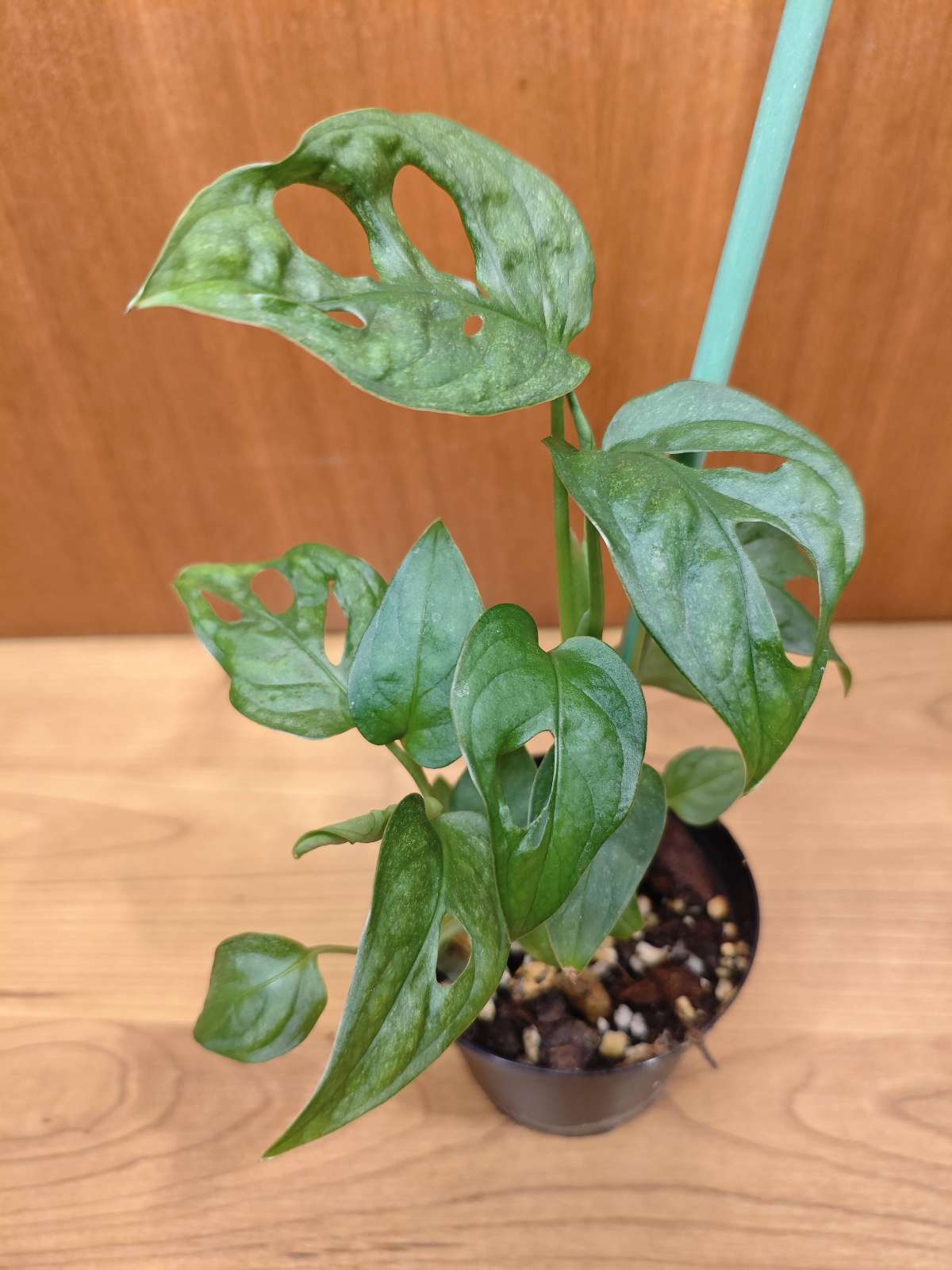 Monstera Adansonii Mint Variegata