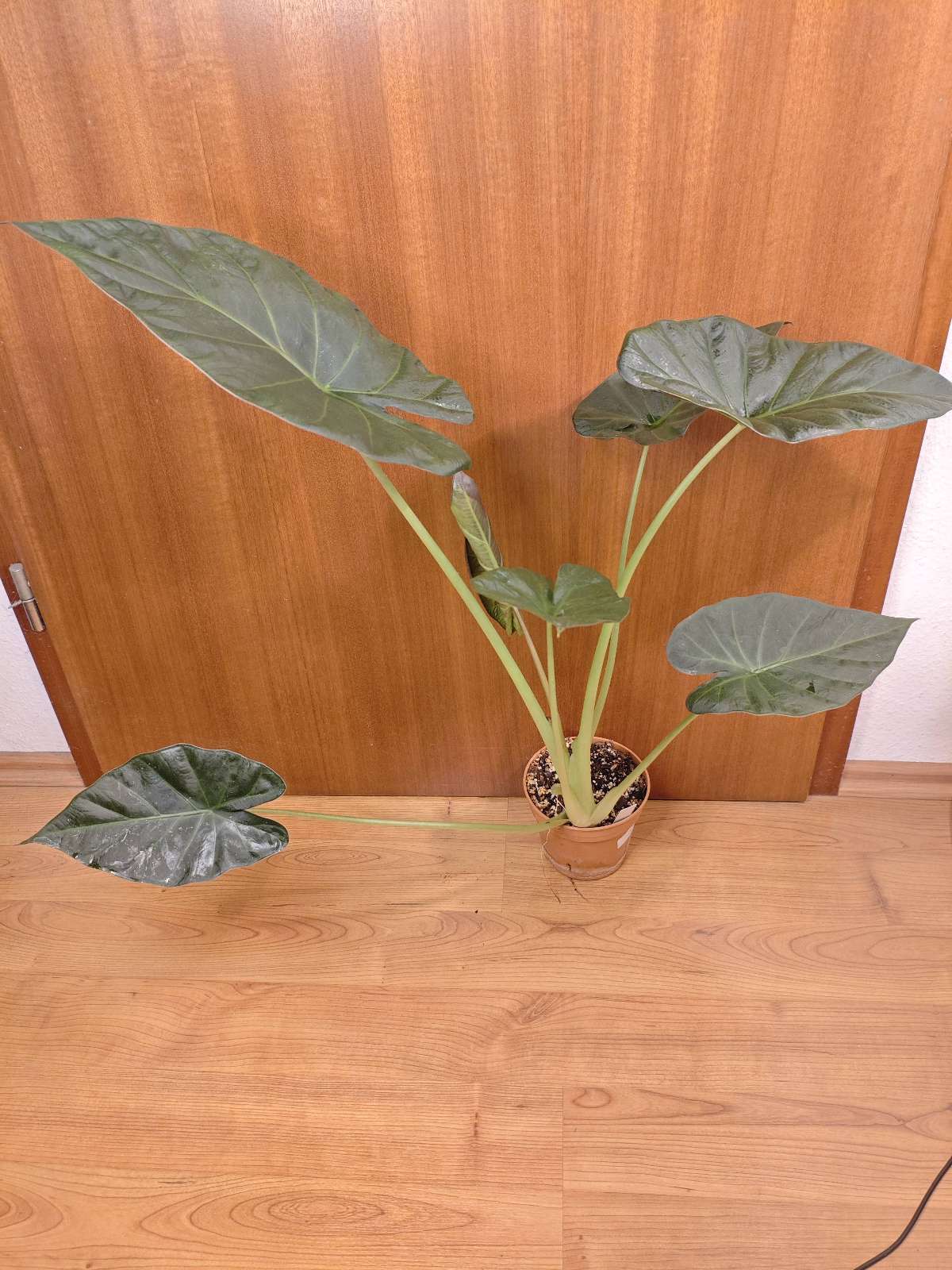 Alocasia Regal Shield