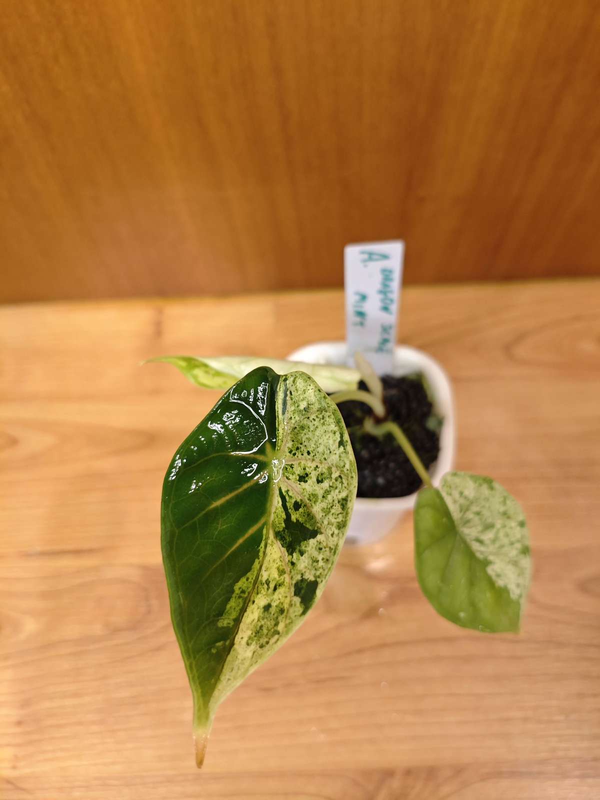Alocasia Dragon Scale Mint Variegata