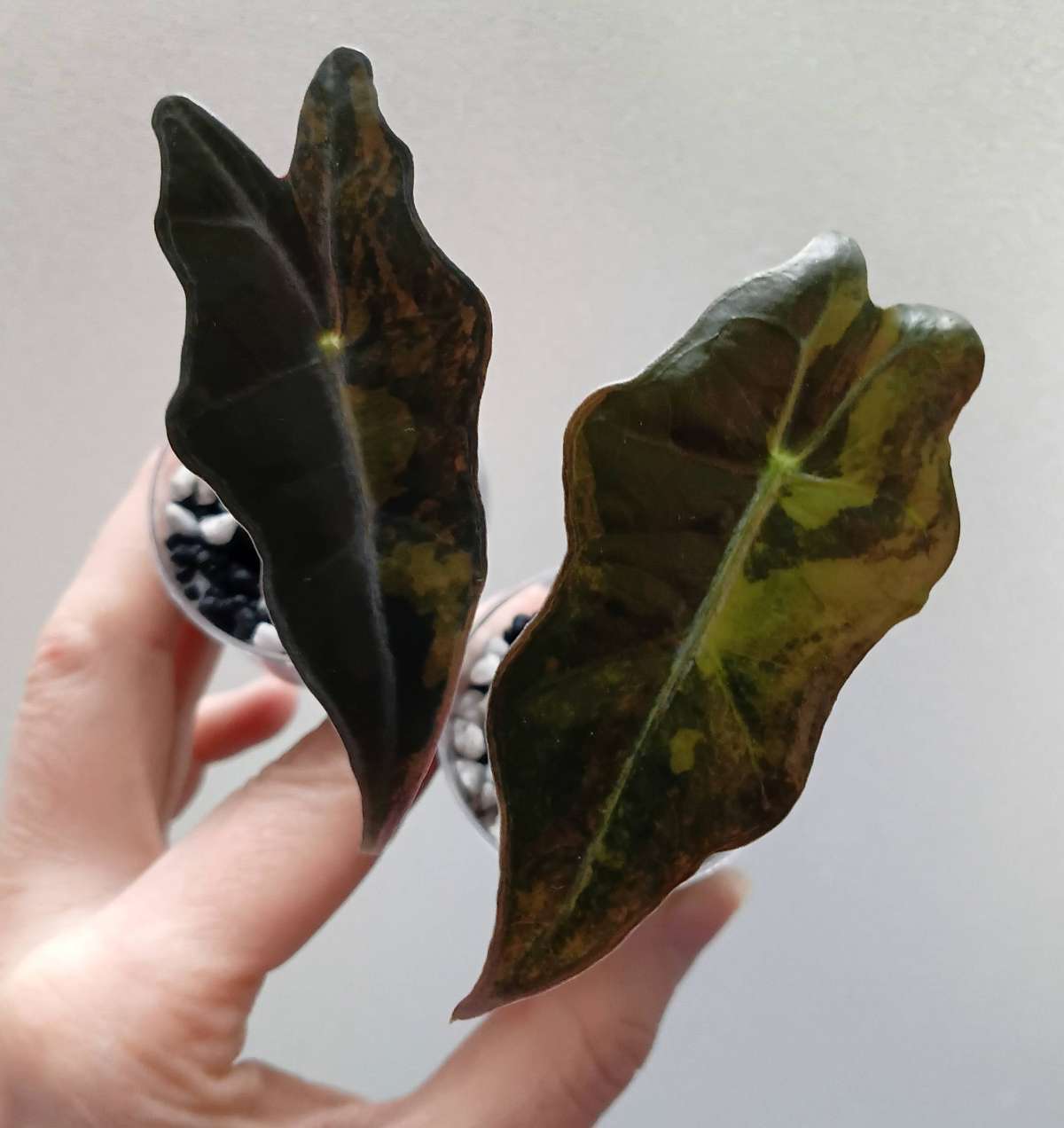 Alocasia Nobilis aurea variegata