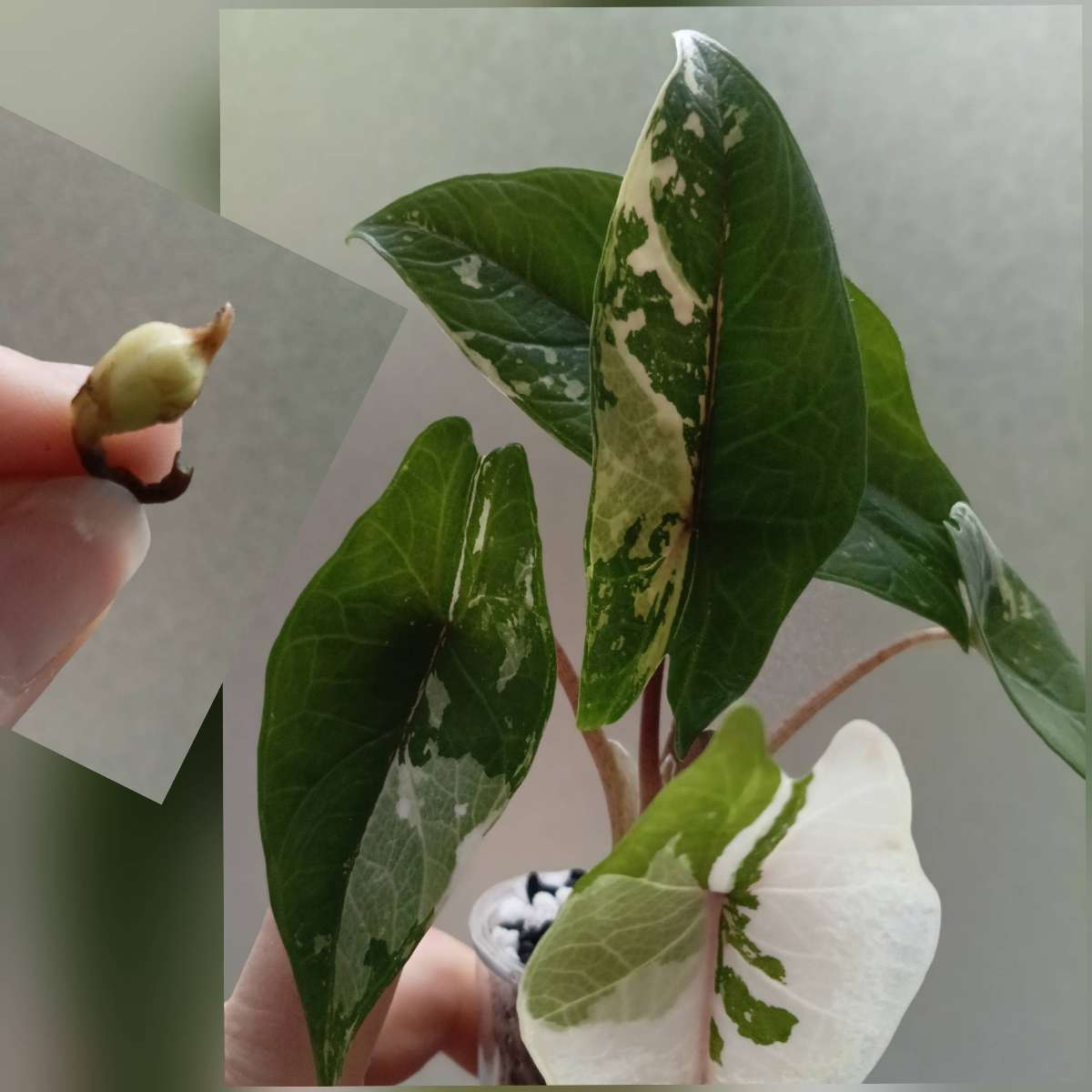 Alocasia Scalprum albo variegata Rhizom