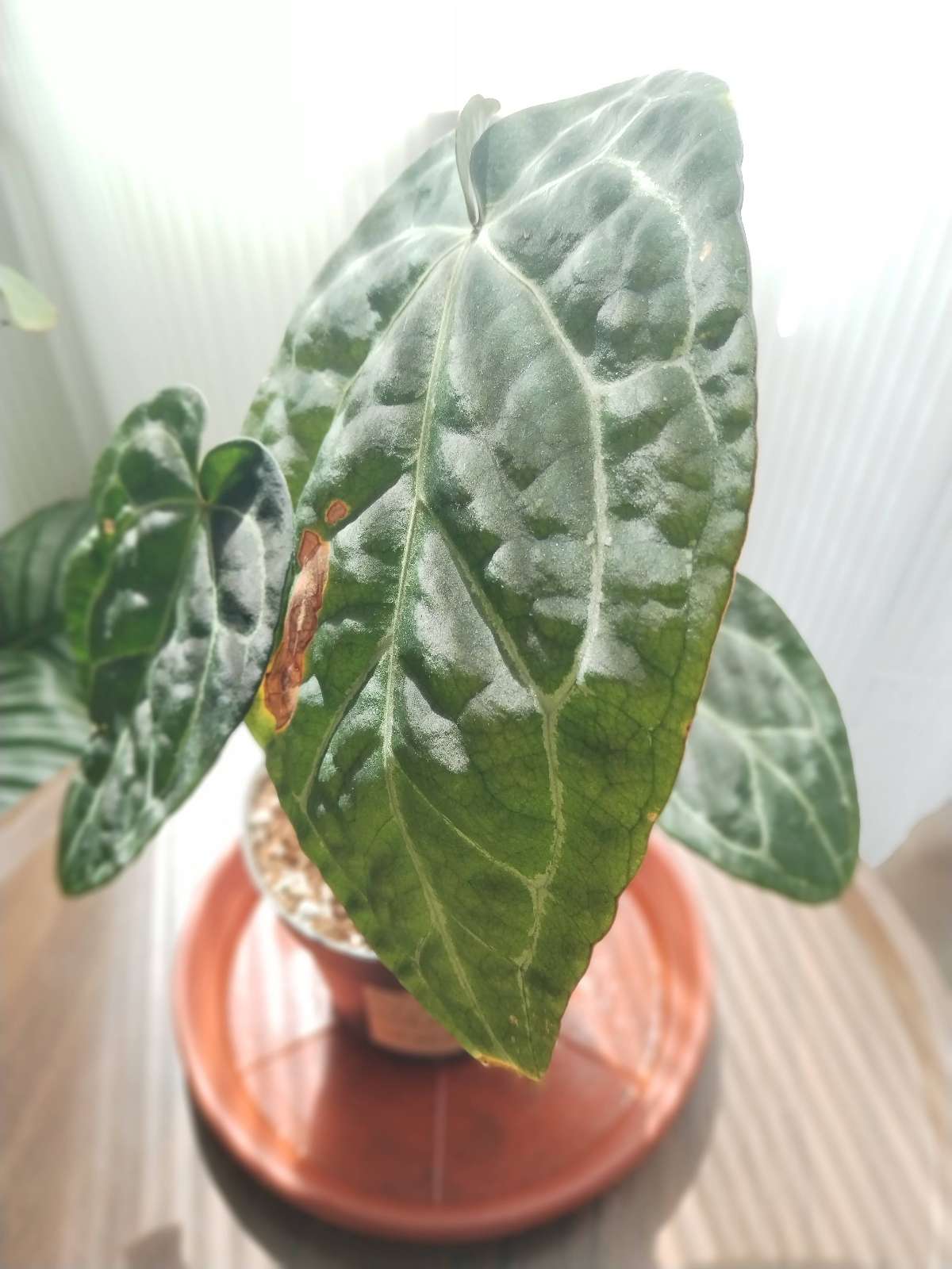 Anthurium magnificum x crystallinum