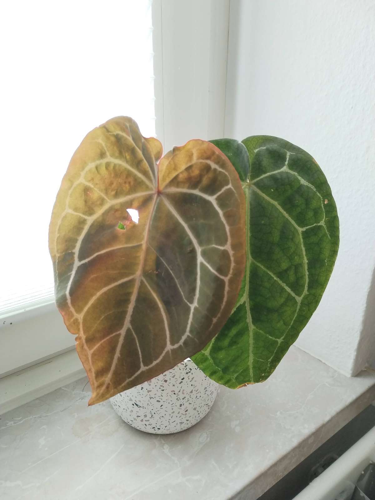 Anthurium magnificum