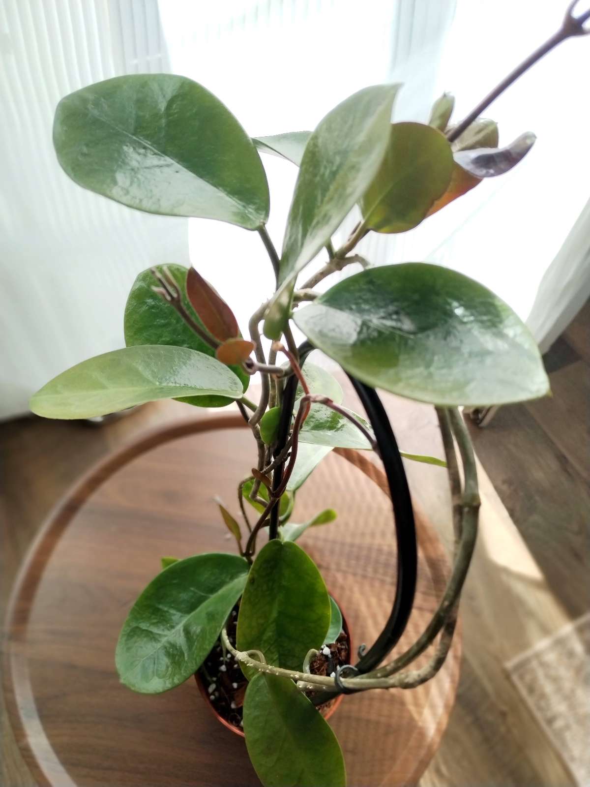 Hoya Australis