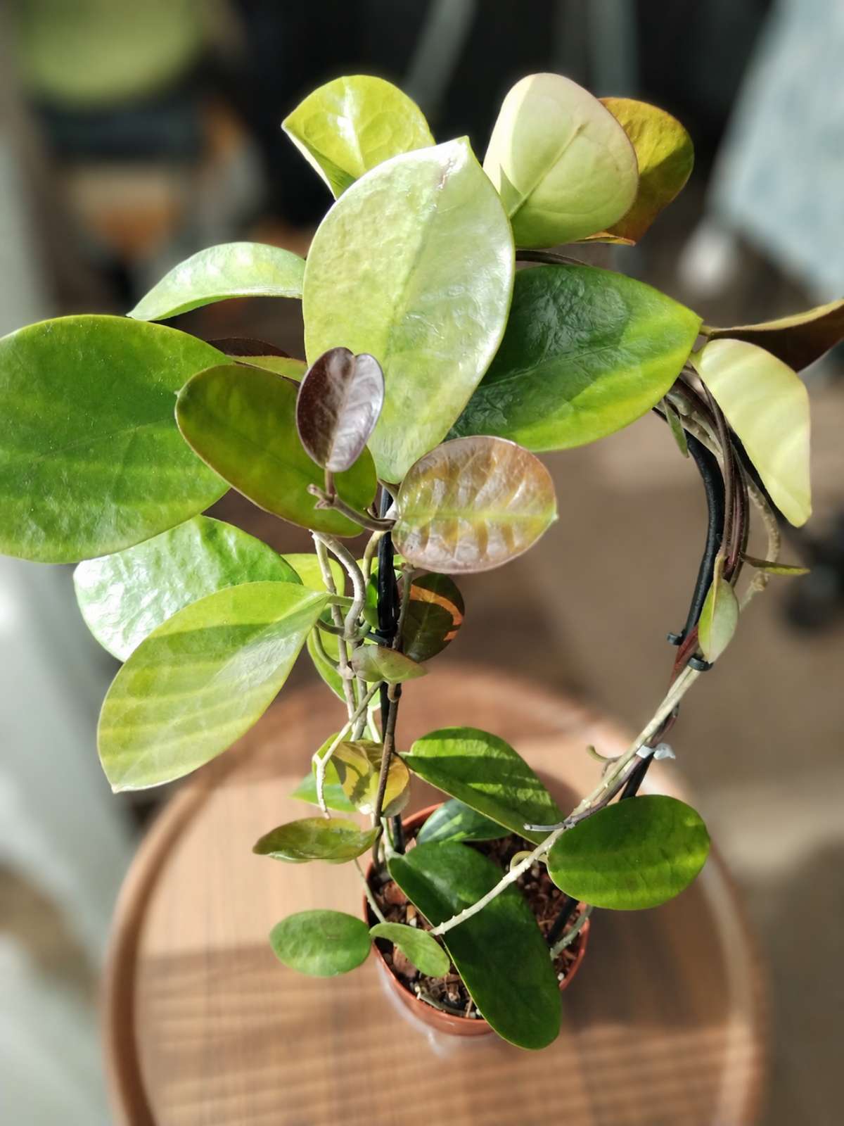 Hoya Australis