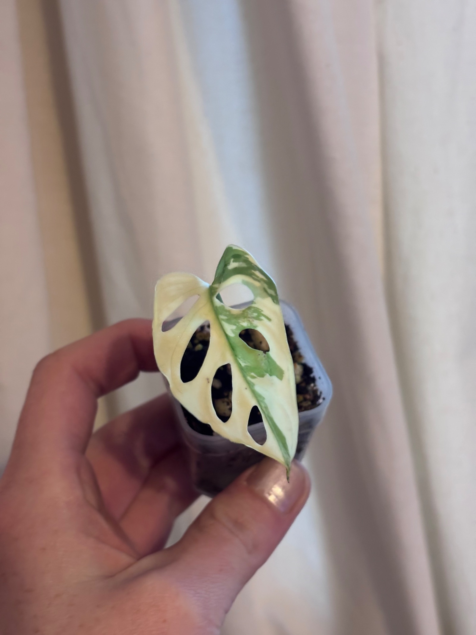 Monstera Adansonii Albo Variegata
