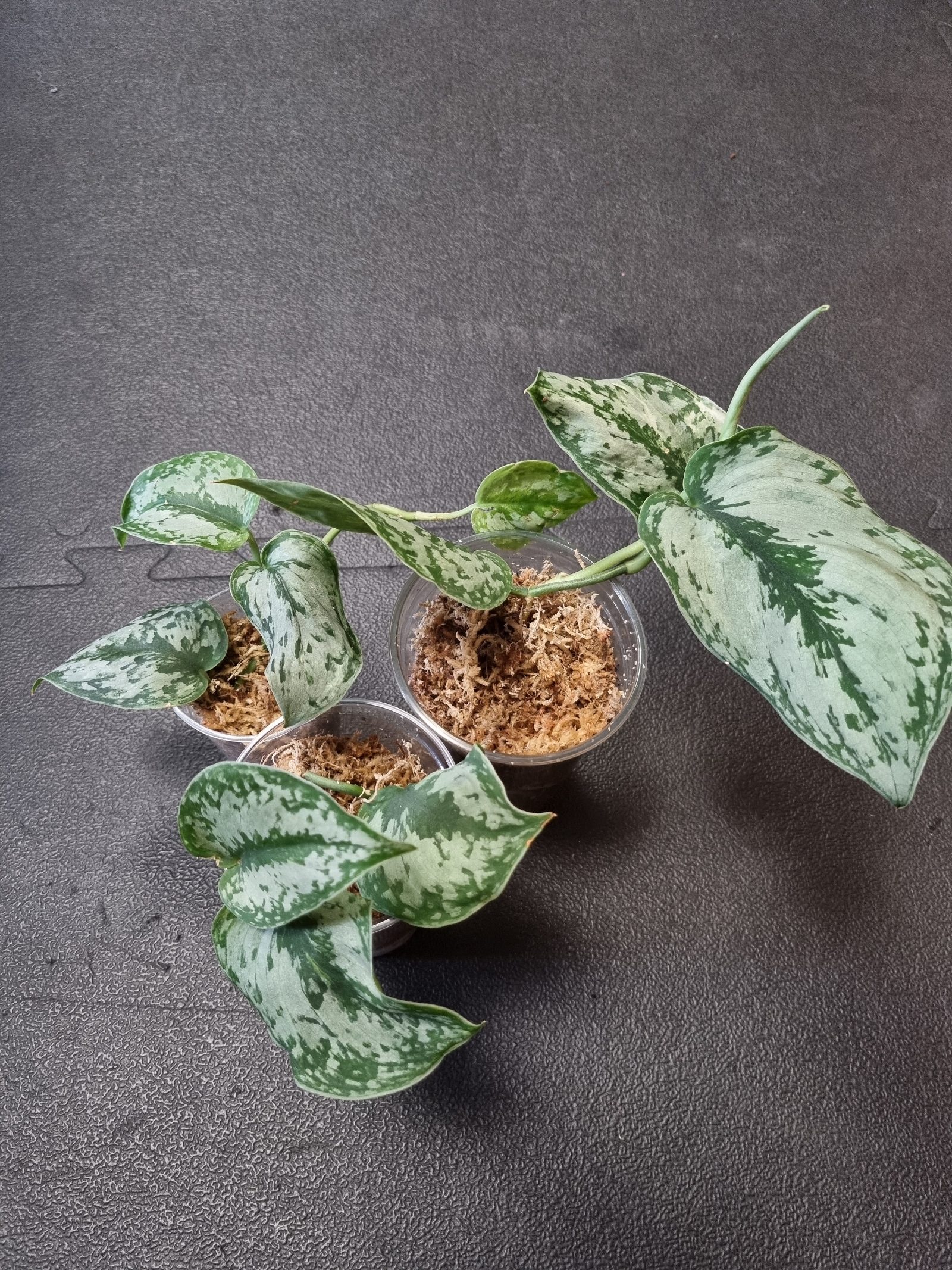 Scindapsus Peasun
