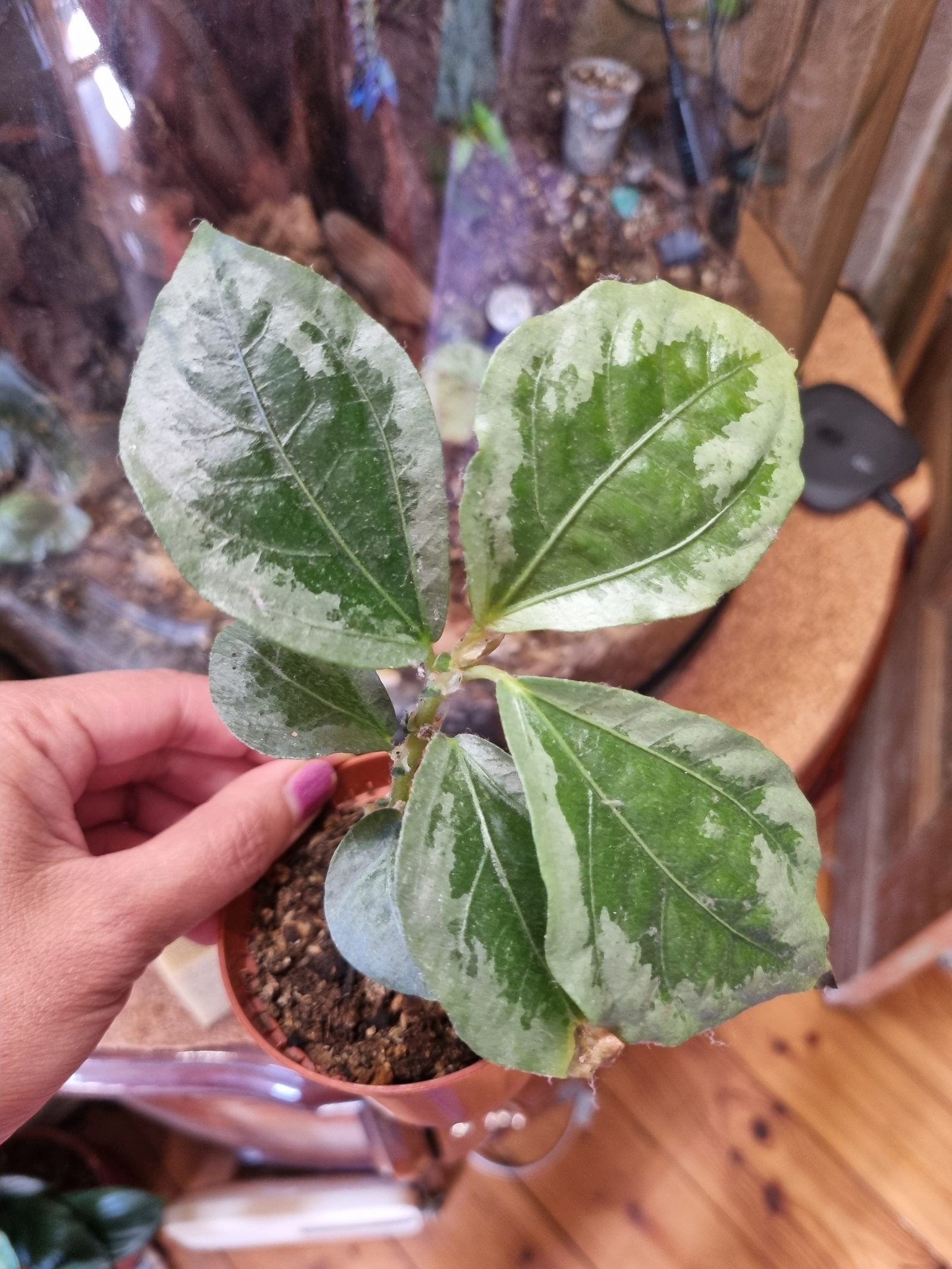 Elatostema Vittatum