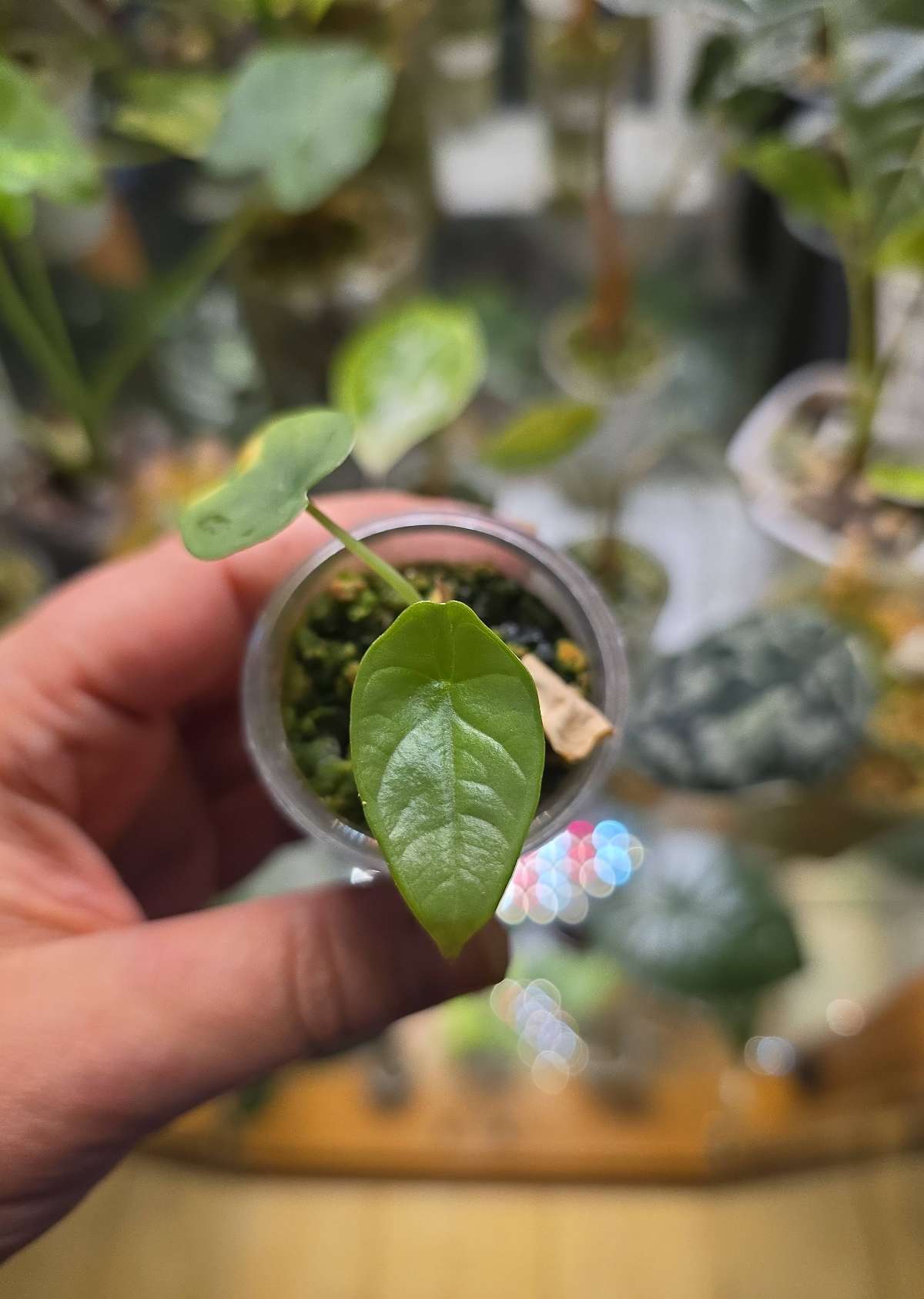 ALocasia Red Grey