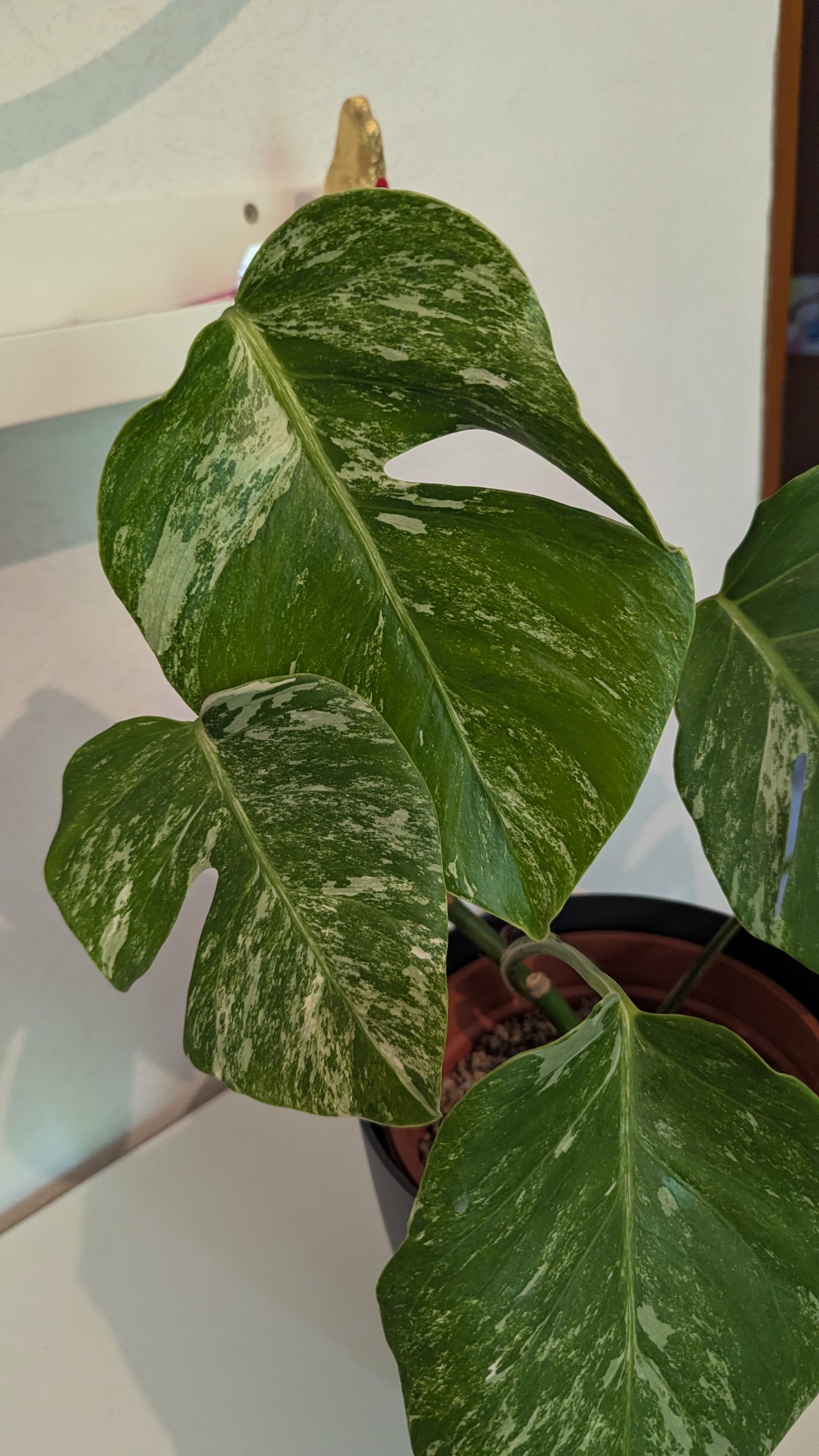 Monstera Deliciosa Albo Variegata