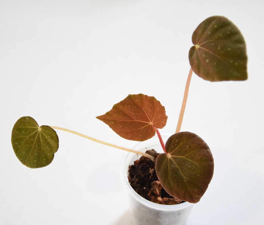 Begonia U185 cf. caramoanensis (Luzon, Philippines). Tausch bevorzugt.