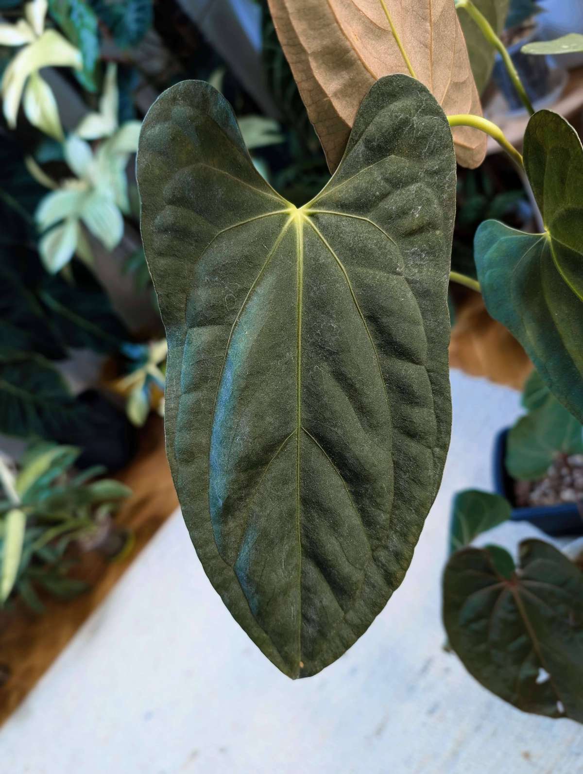Anthurium Papililaminum Blue x Dark Phönix (Cutting)